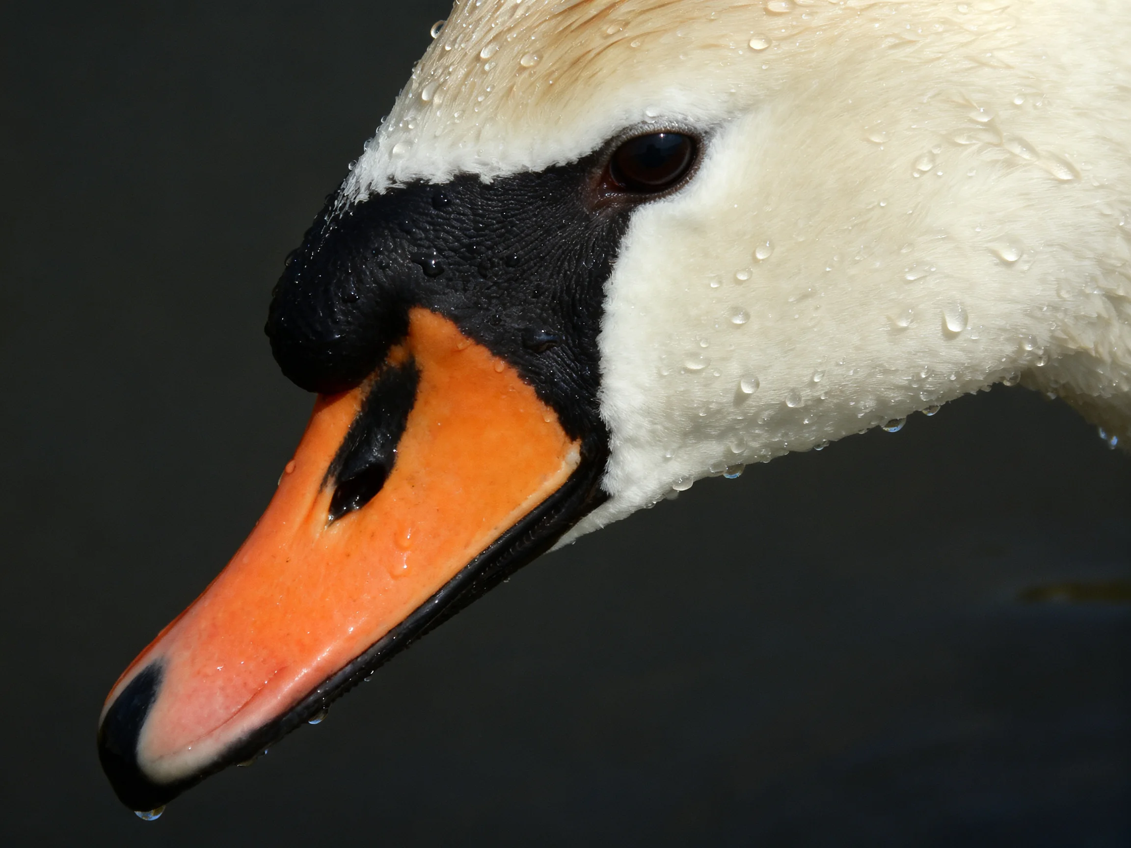 A close - up of a swan with an orange beak and wet white feathers