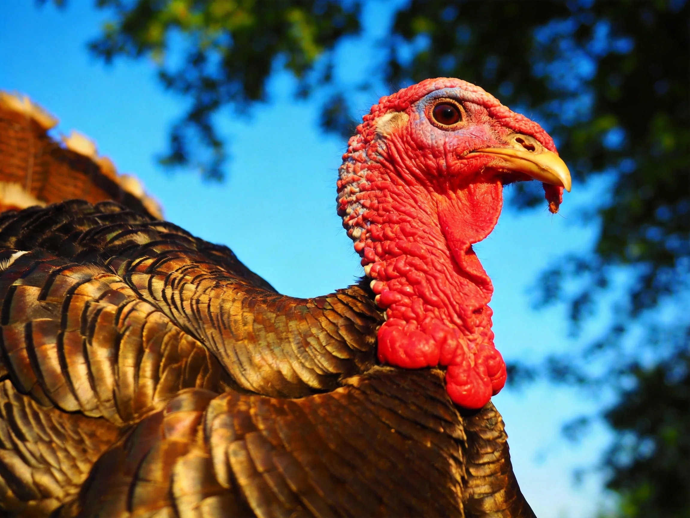A close-up of a turkey with vibrant red skin and golden-brownfeathers against a clear blue sky