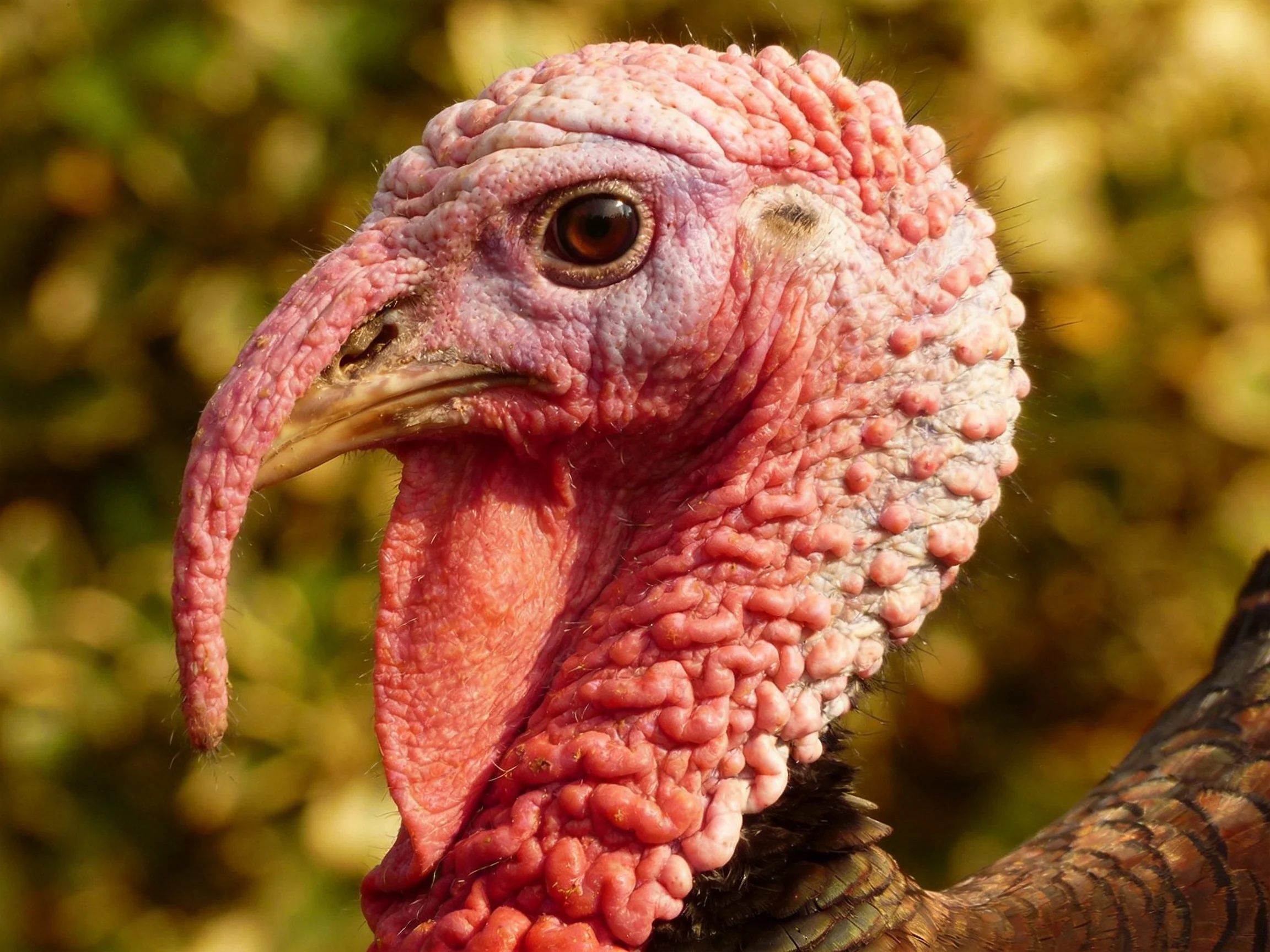 A close-up of a turkeys textured pink head with brown feathers