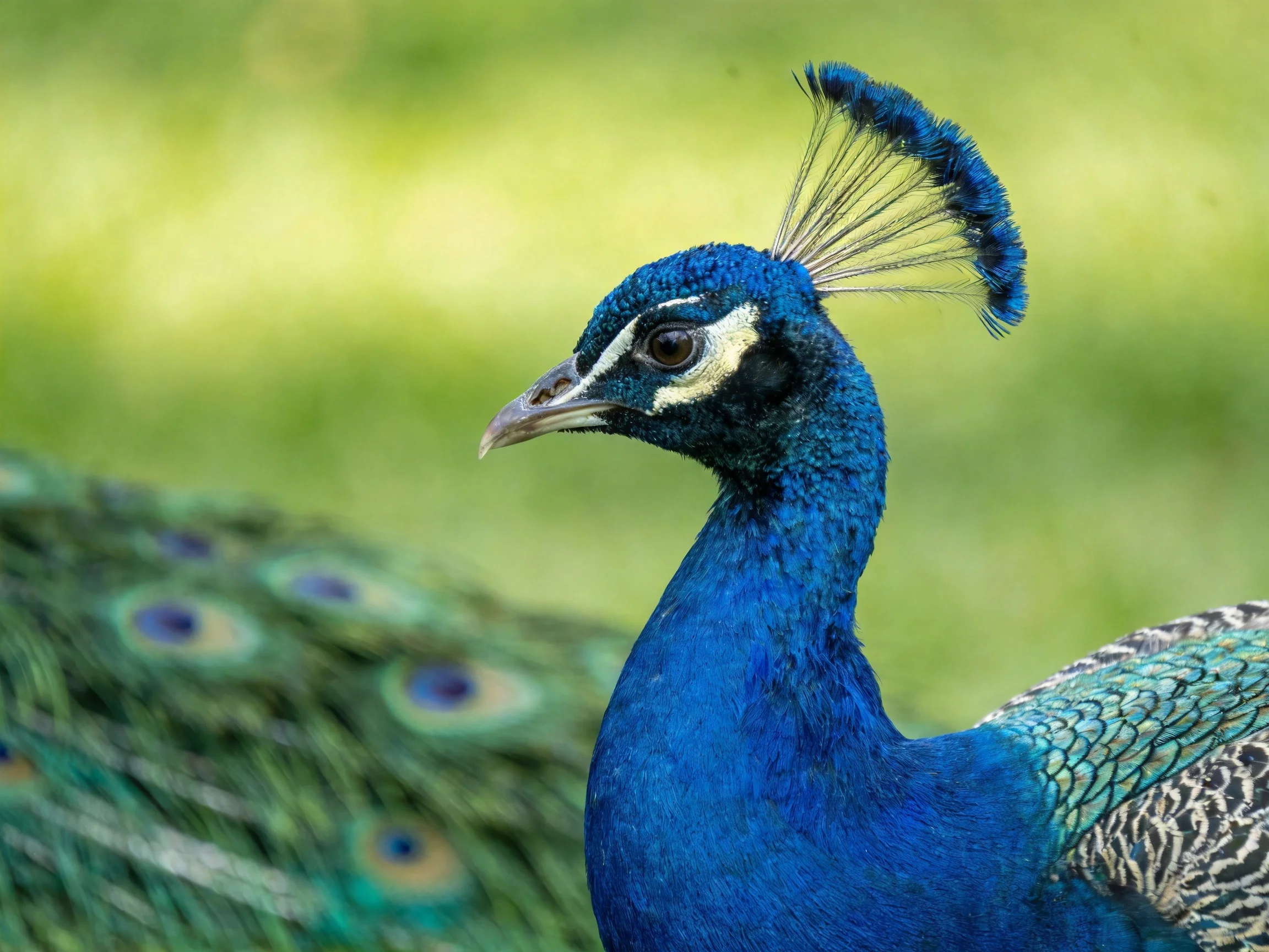 A close-up of a vibrant blue peacock with iridescent tail feathers