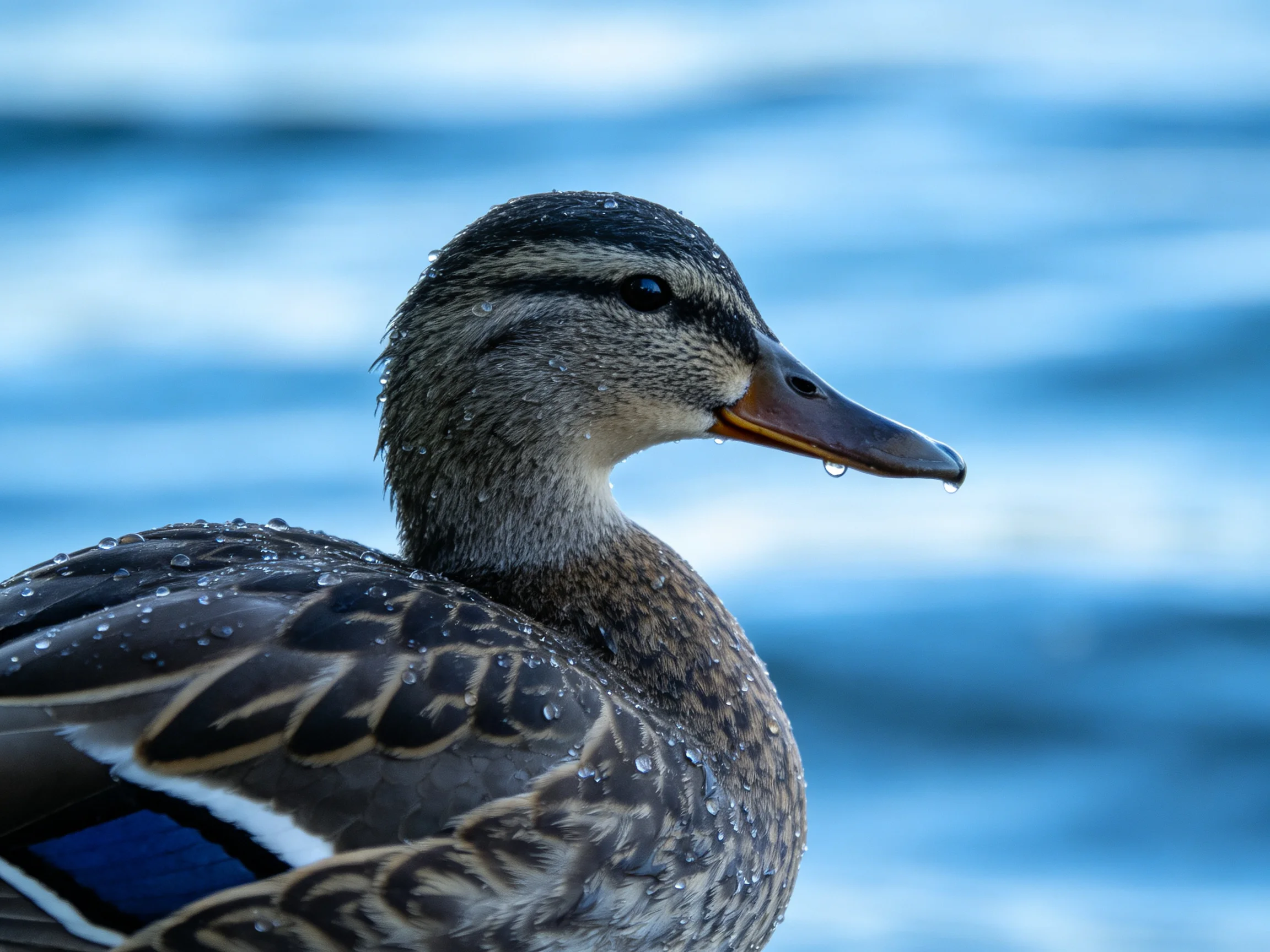A close - up of a wet mallard duck near calm blue waters