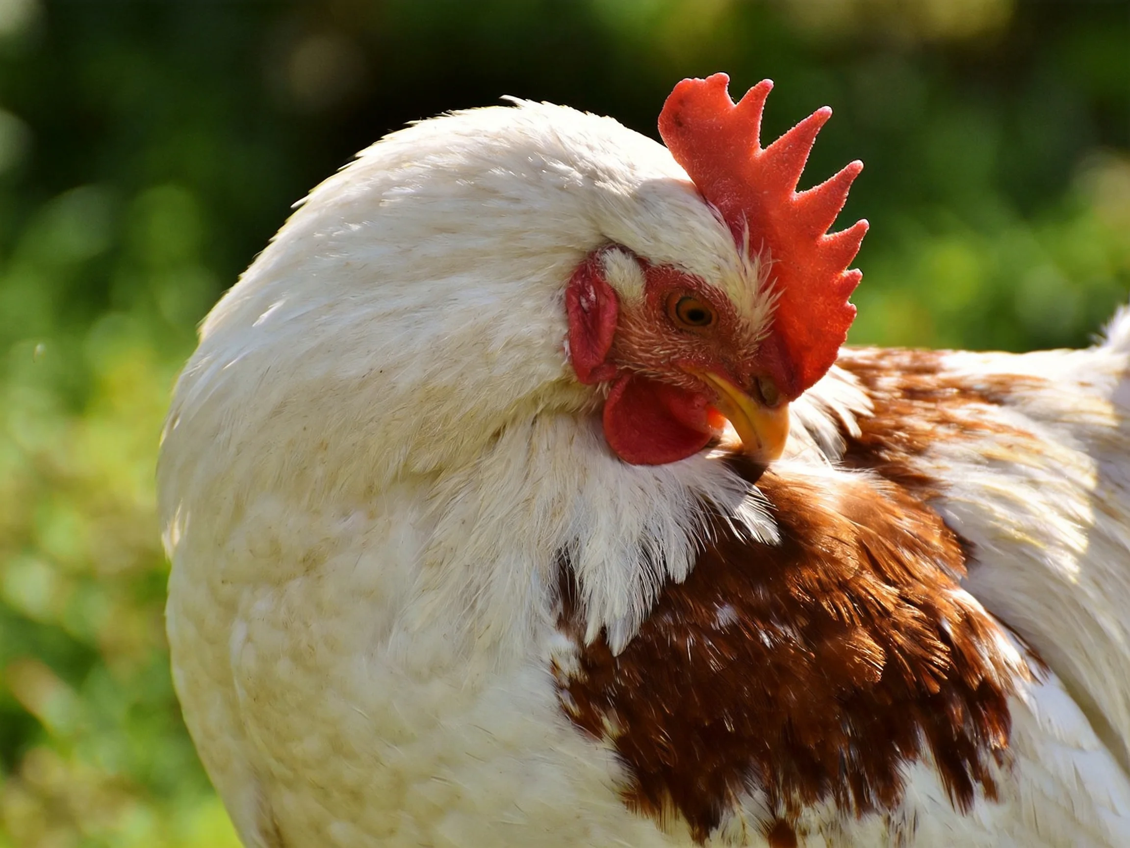 A close - up of a white and brown chicken with a bright red comb