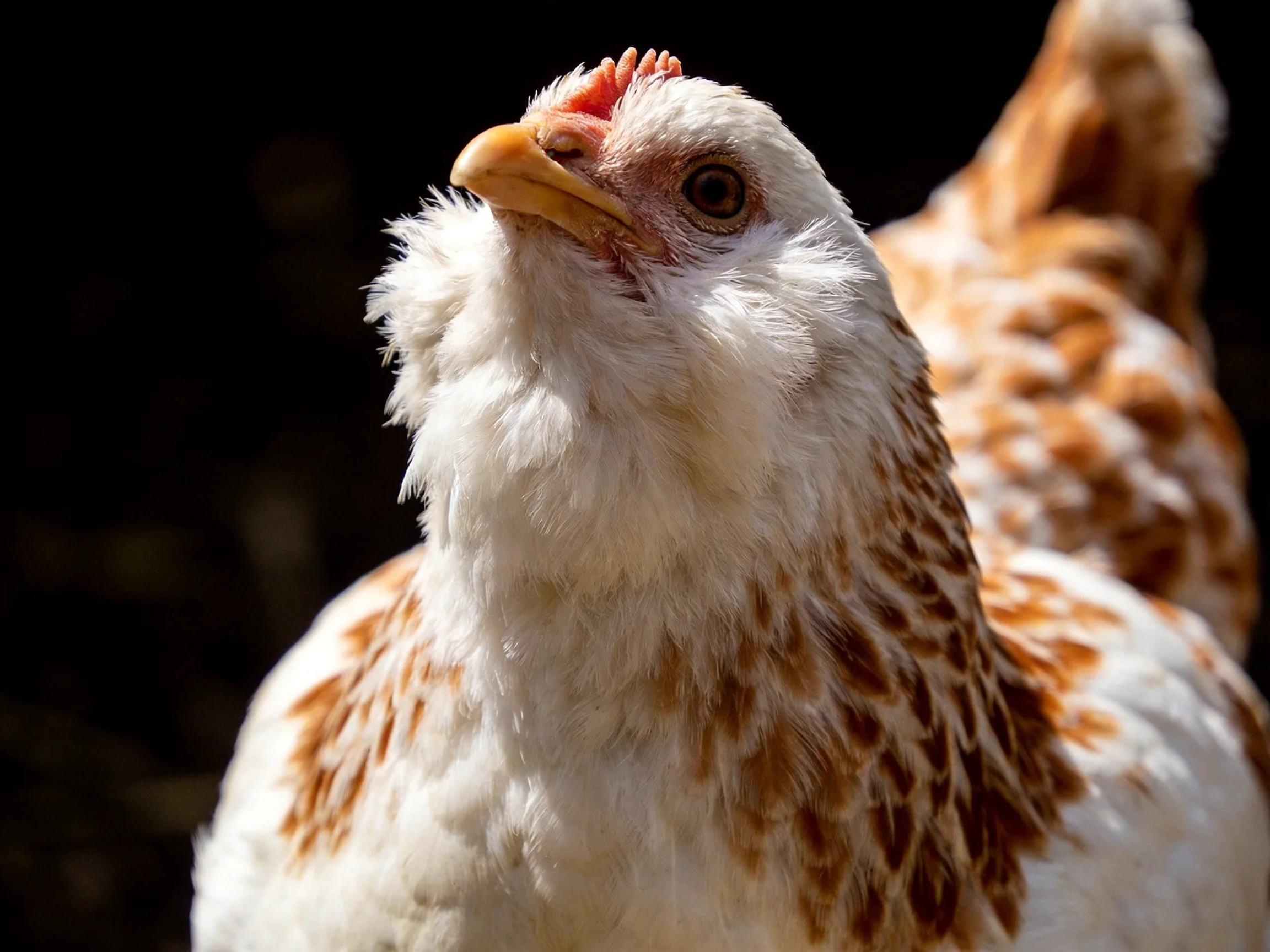 A close-up of a white and brown speckled chicken with a yellow beak