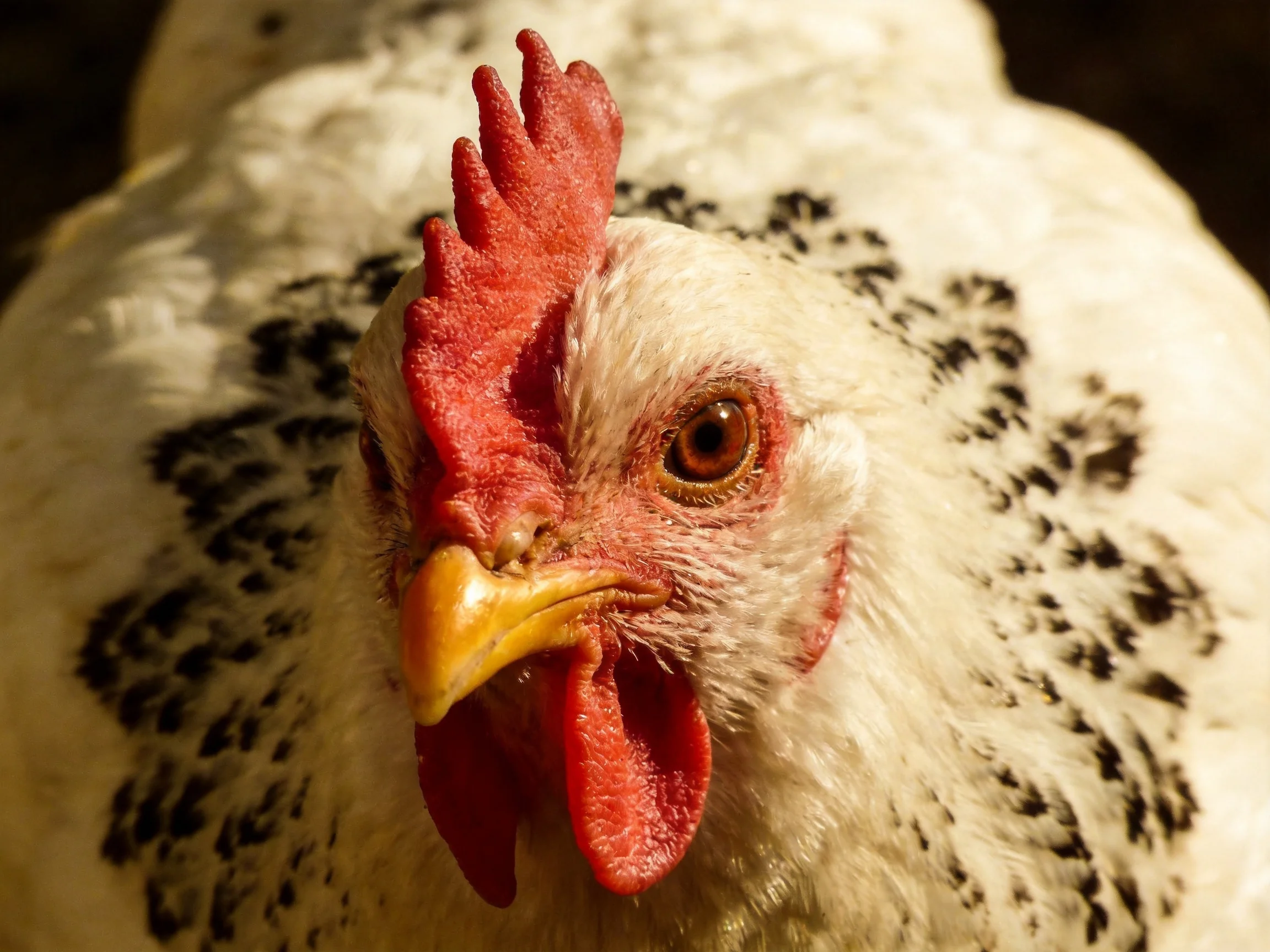 A close - up of a white chicken with black feather patches and red comb
