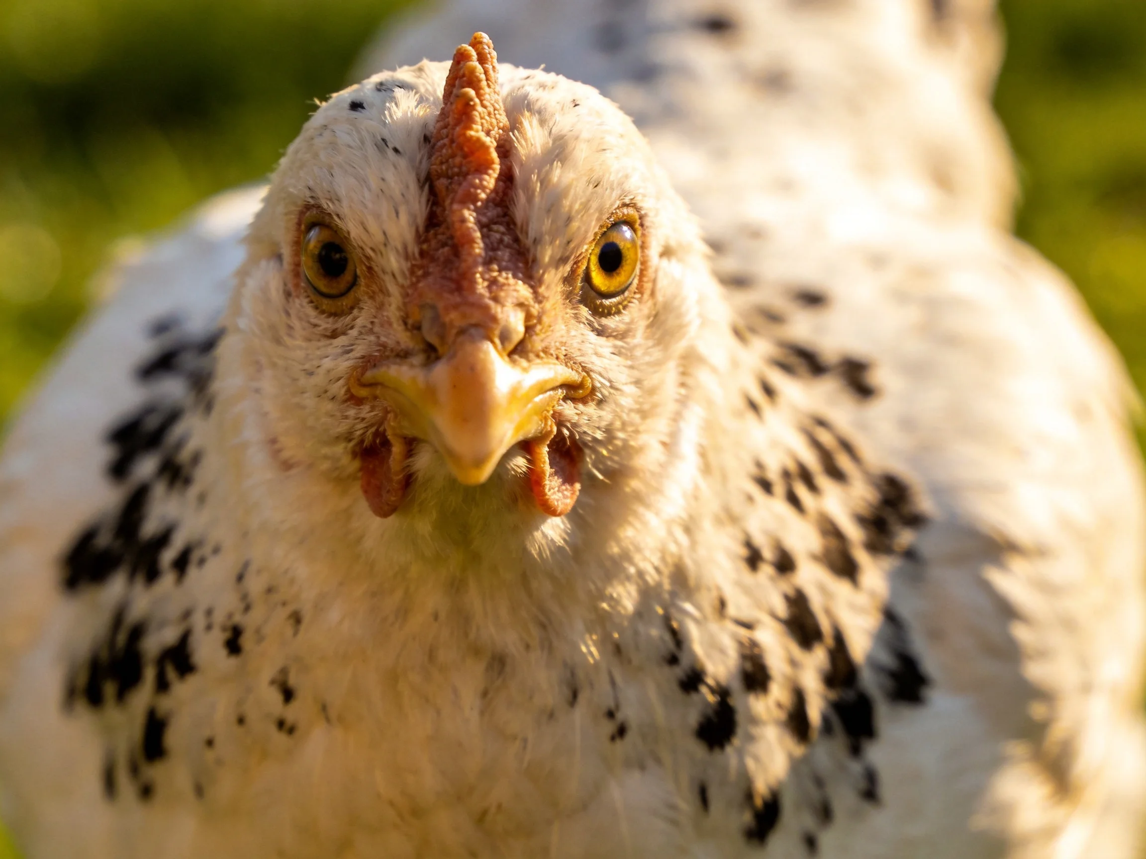 A close - up of a white chicken with black spotted feathers and yellow eyes