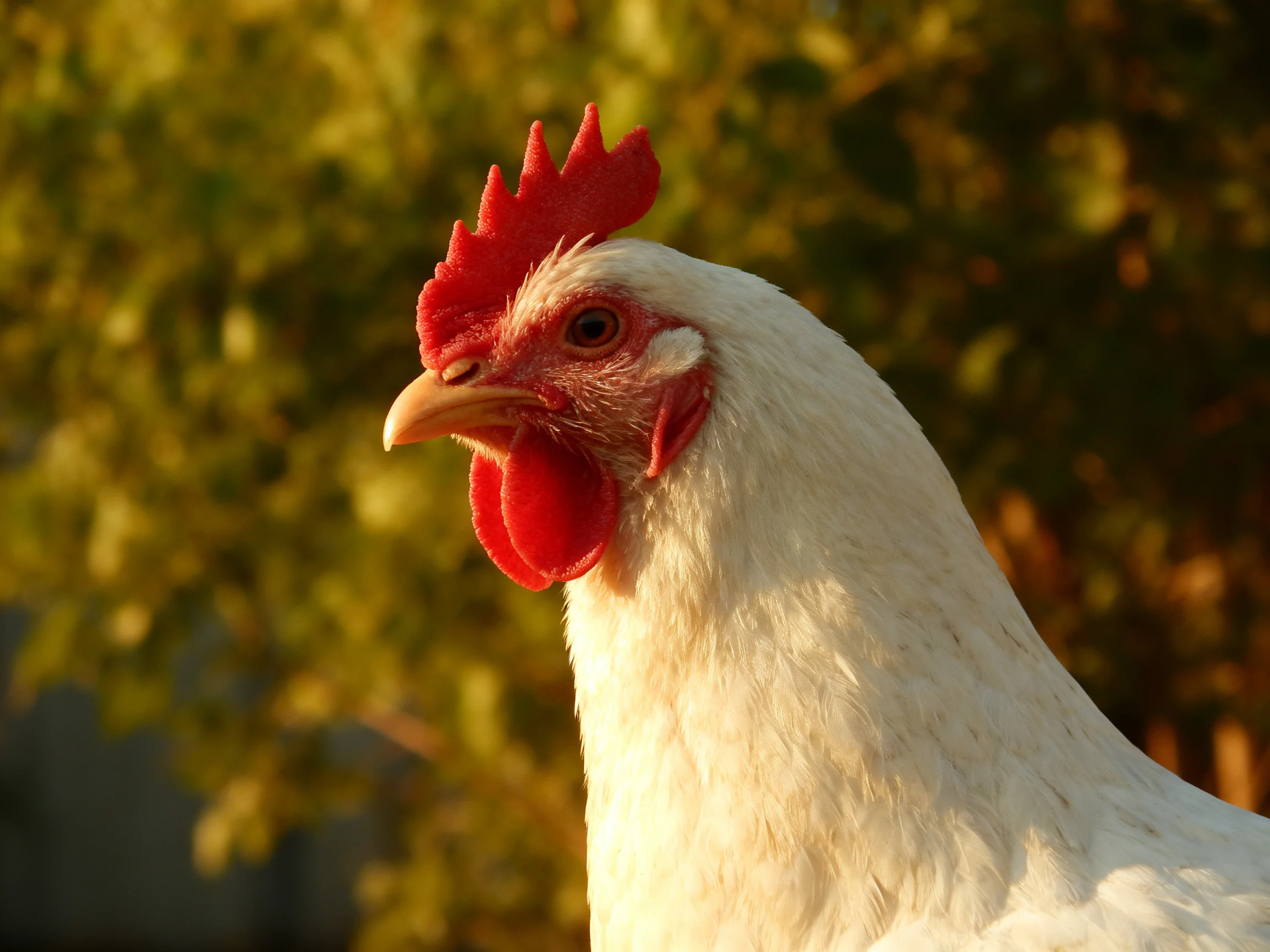 A close-up of a white chicken with bright red comb and wattles against green foliage
