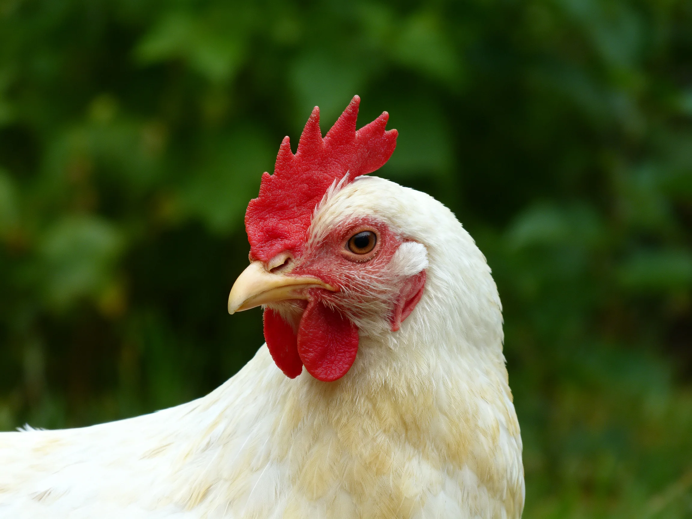 A close-up of a white chicken with bright red comb and wattles against green foliage