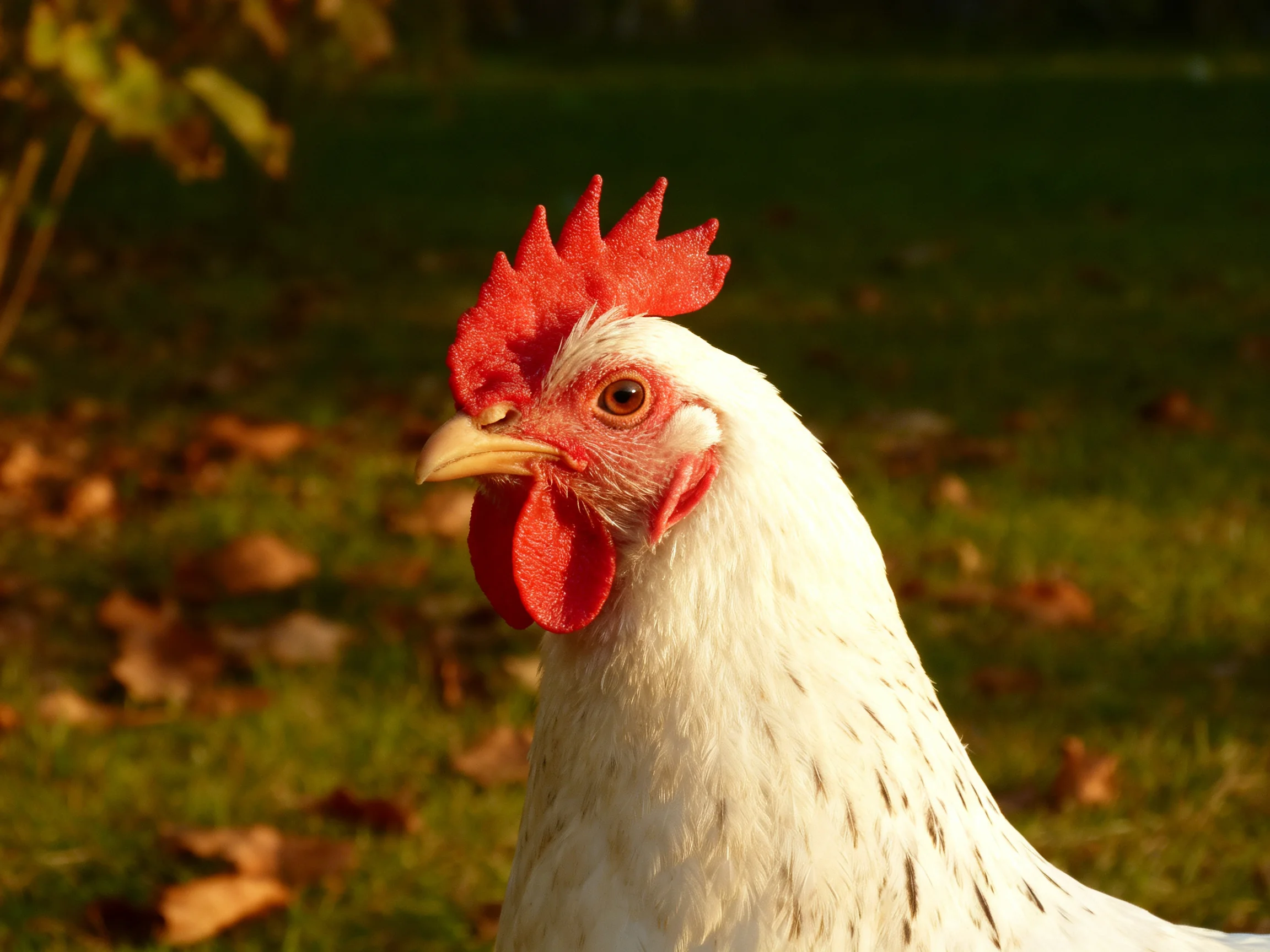 A close - up of a white chicken with bright red comb and wattles outdoors