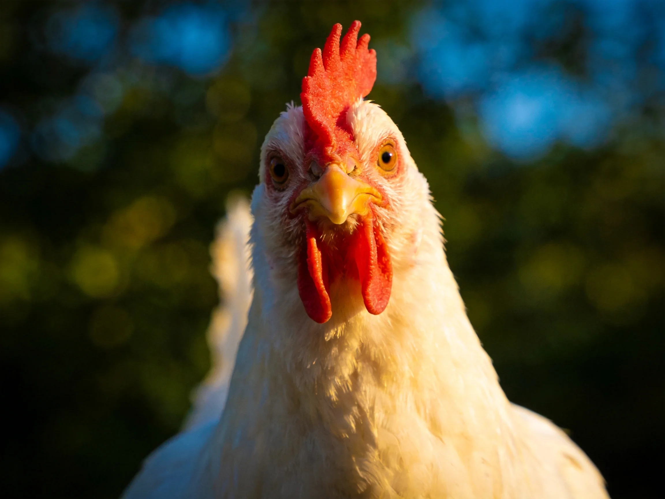A close-up of a white chicken with red facial features in an outdoor setting.