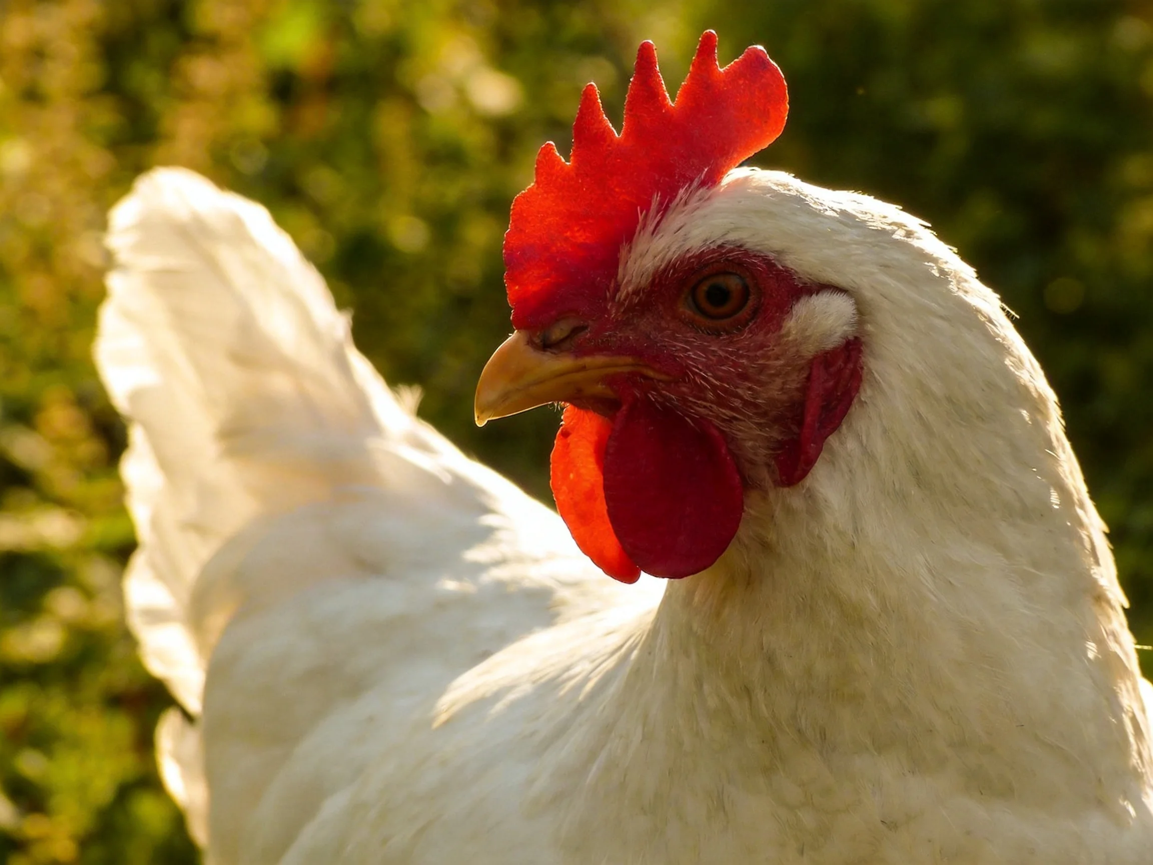 A close - up of a white chicken with bright red comb and wattles outdoors
