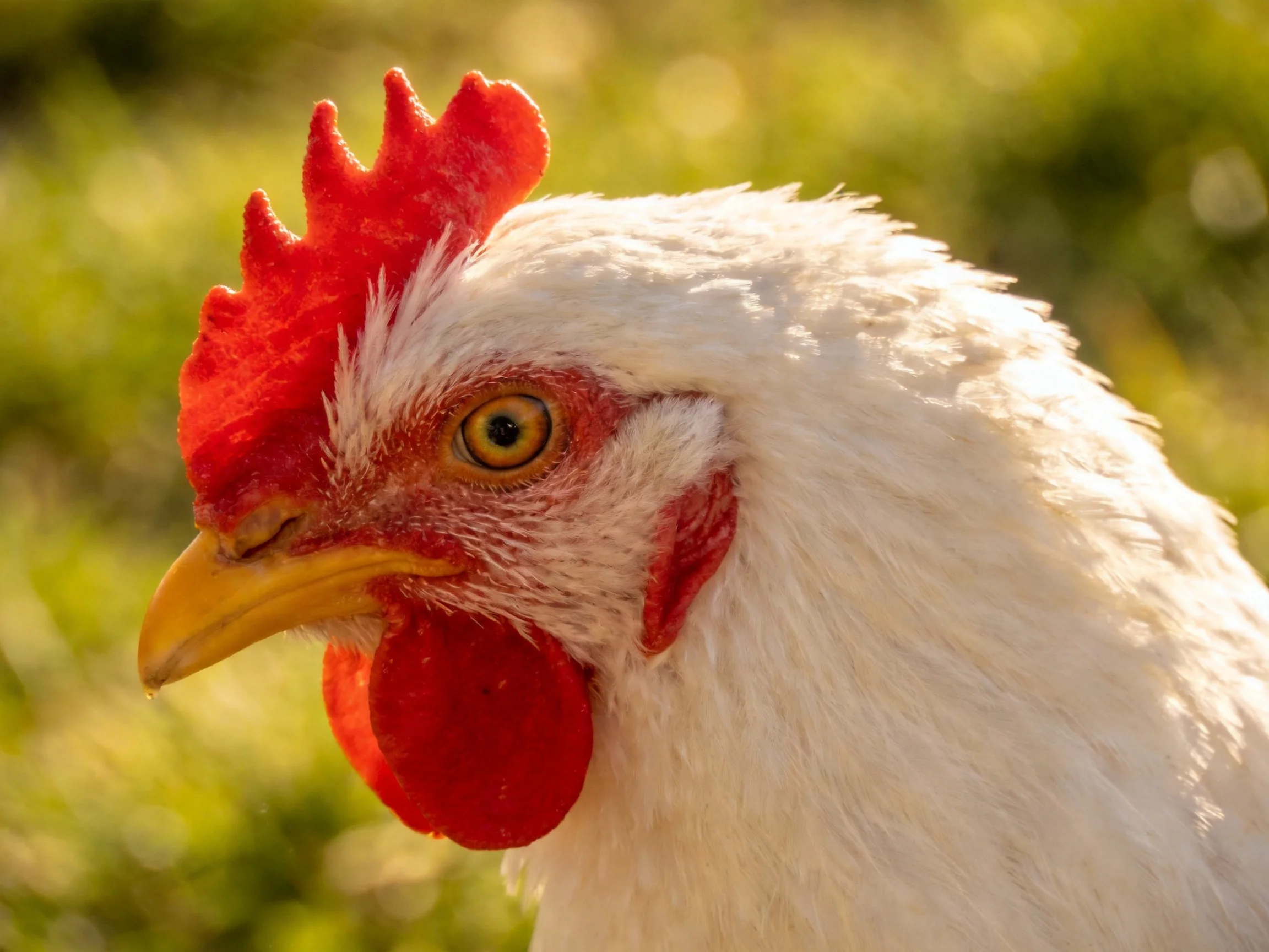 A close - up of a white chicken with bright red comb and yellow beak