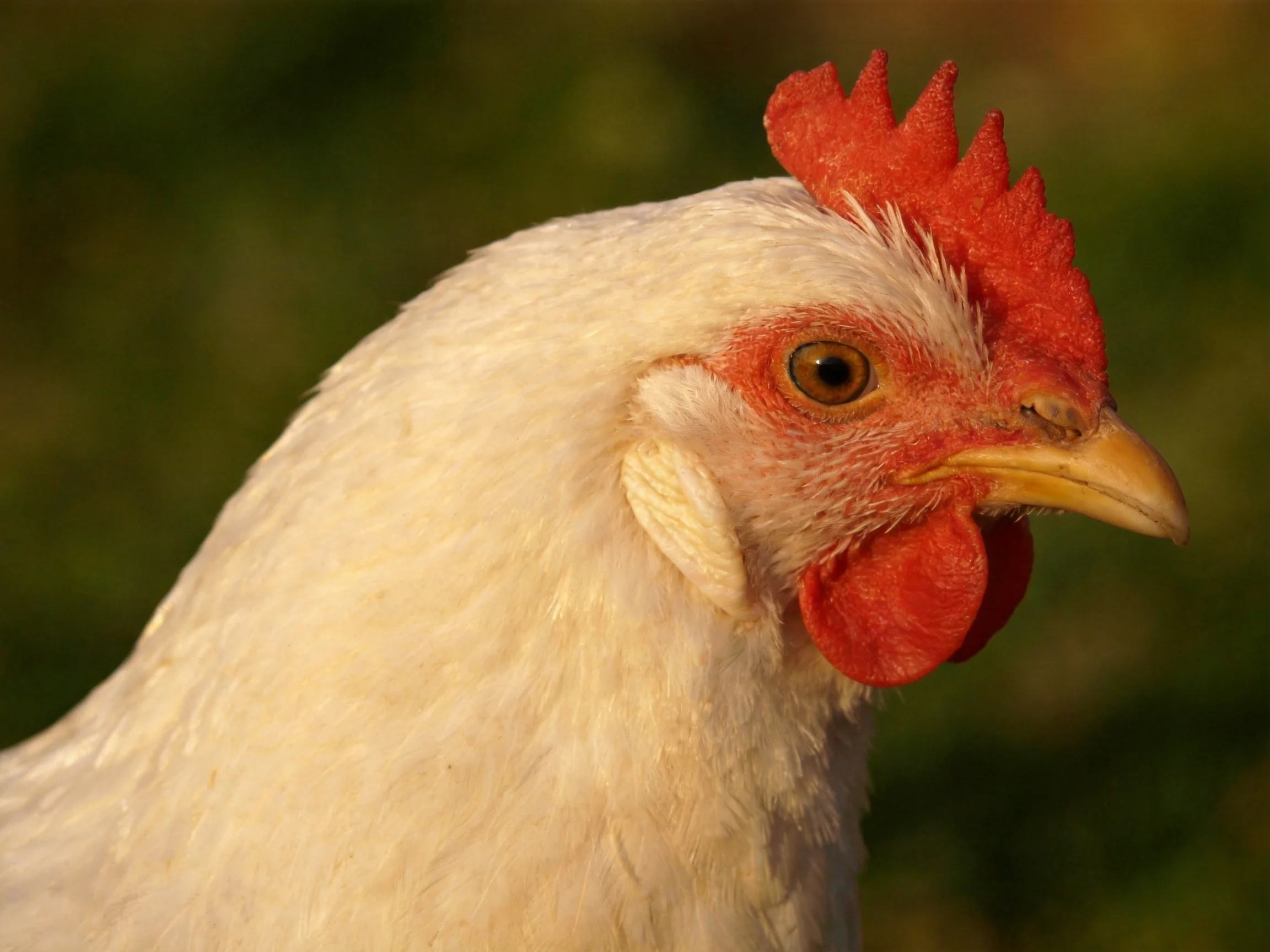 A close - up of a white chicken with vibrant red comb and wattles