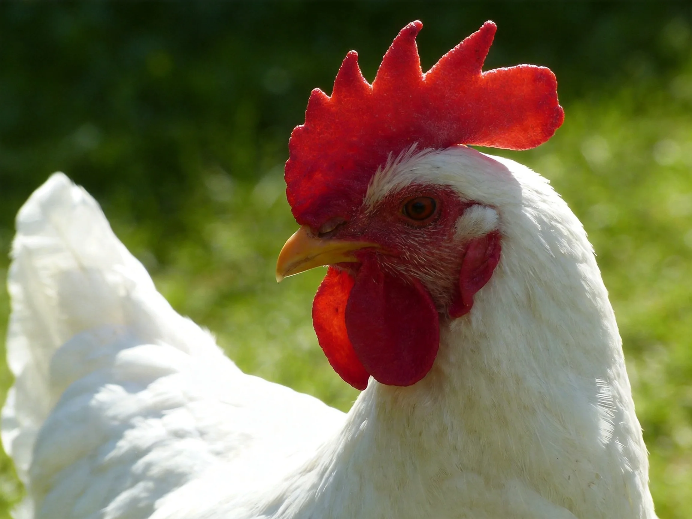 A close - up of a white chicken with vibrant red comb and wattles amid green foliage