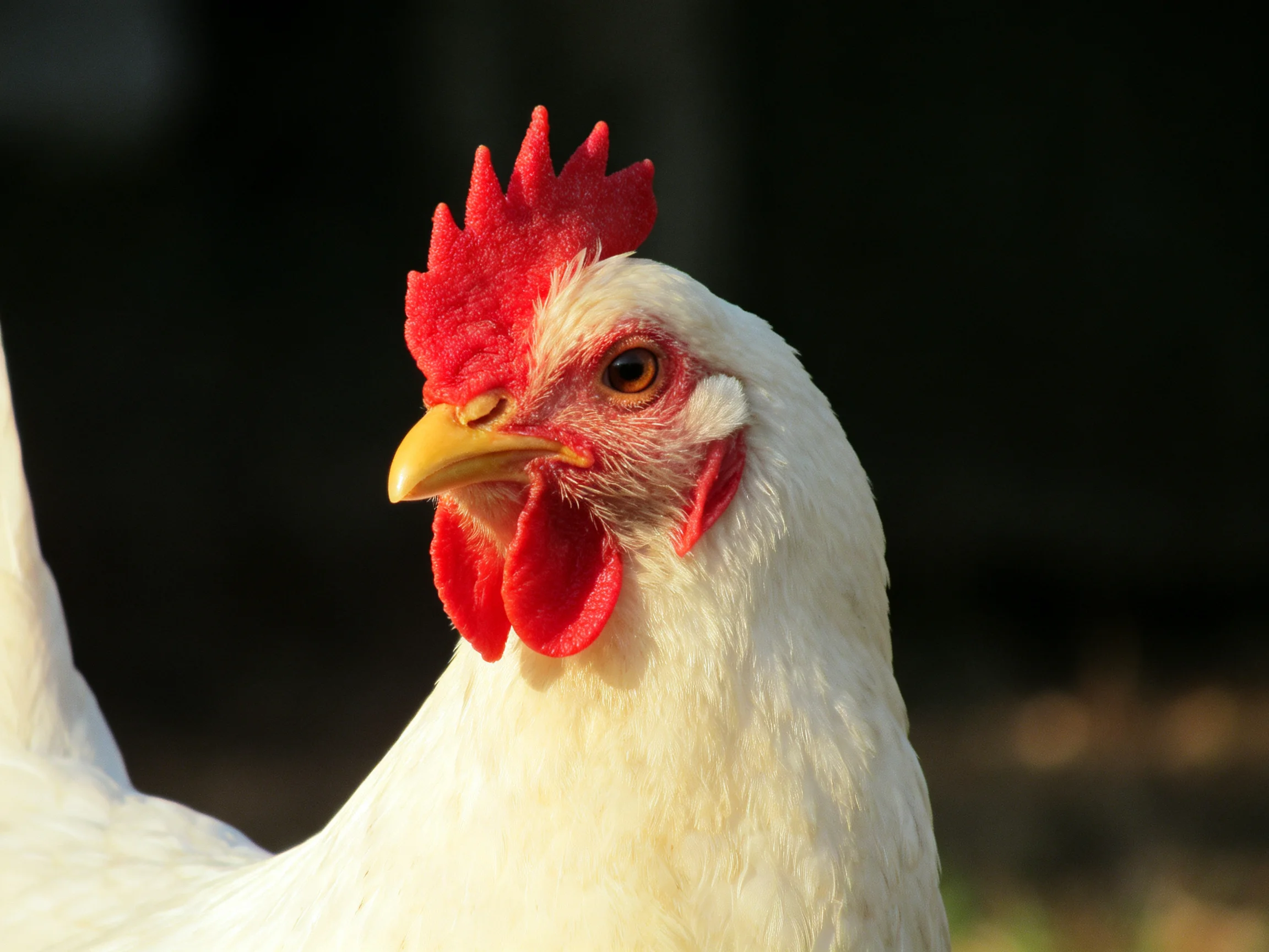 A close - up of a white chicken with vibrant red comb and wattles