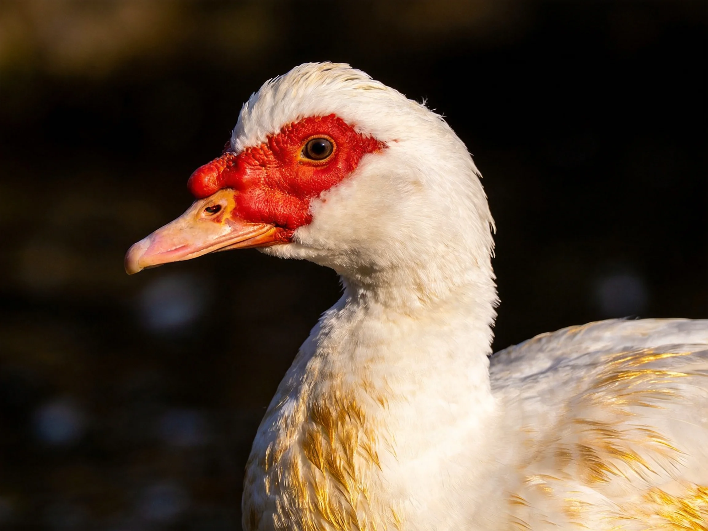 A close - up of a white duck with red facial skin and golden feather accents