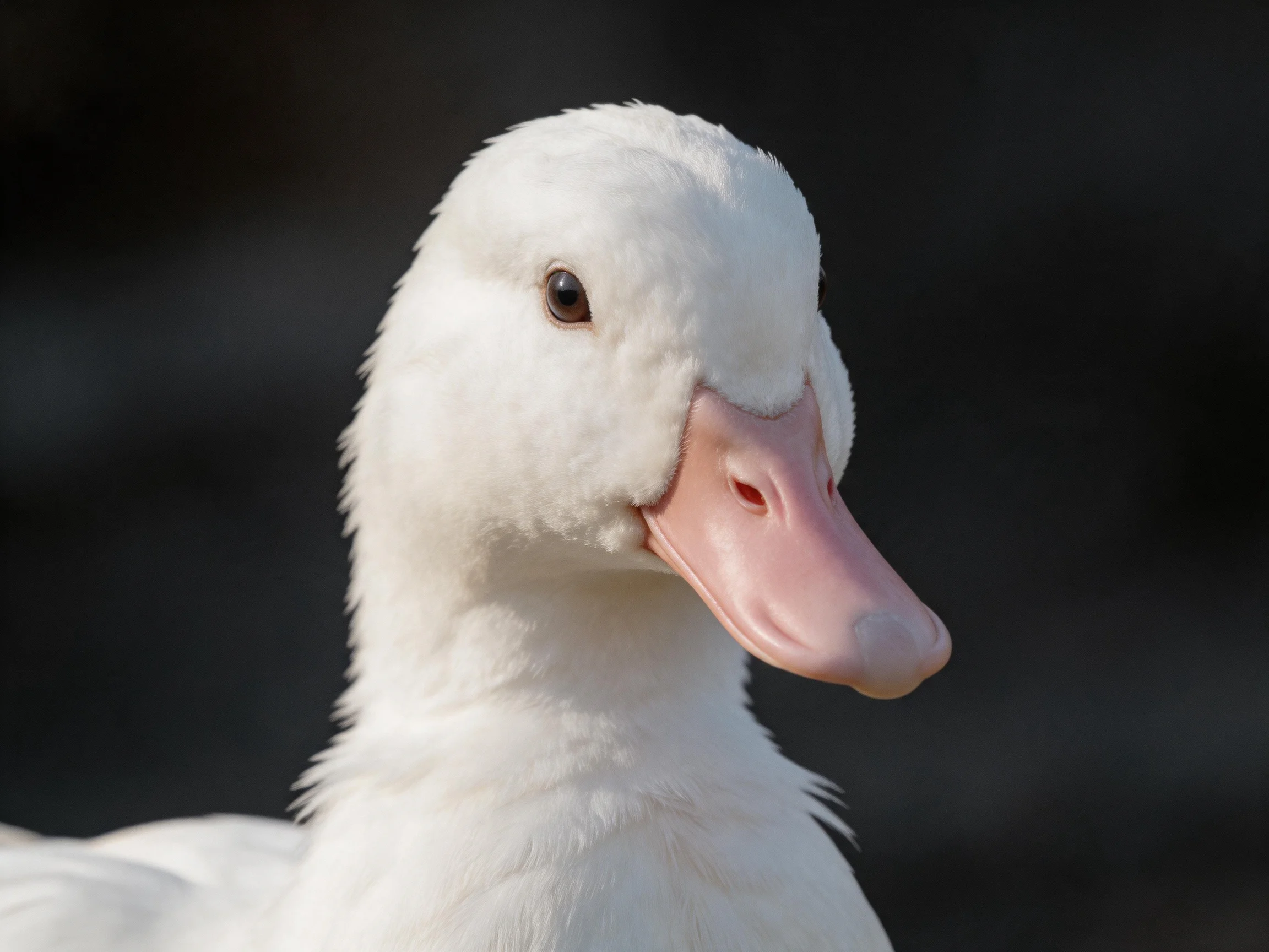 A close-up of a white duck with soft plumage and pink beak