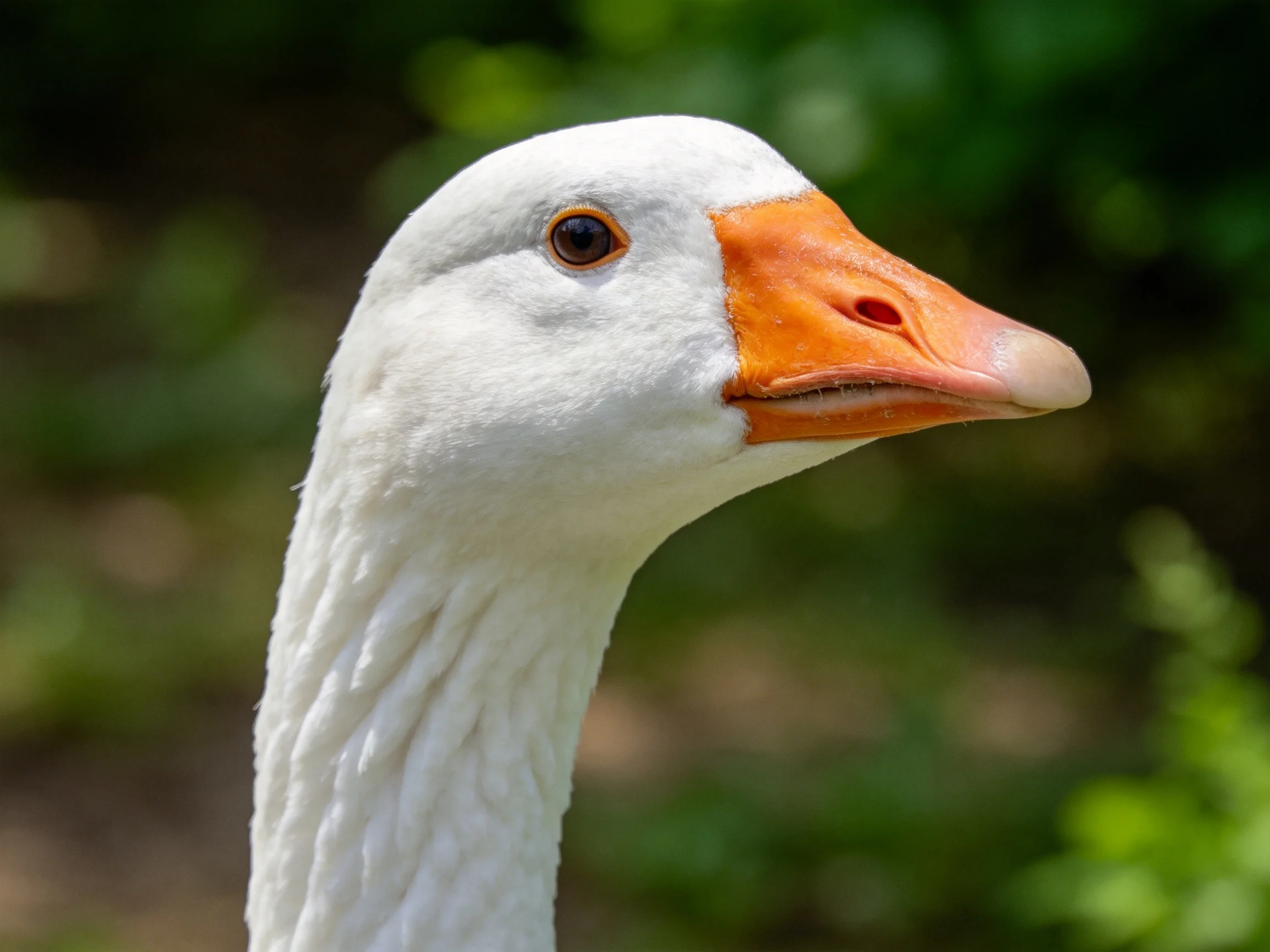 A close-up of a white-feathered goose with an orange beak against blurred green foliage