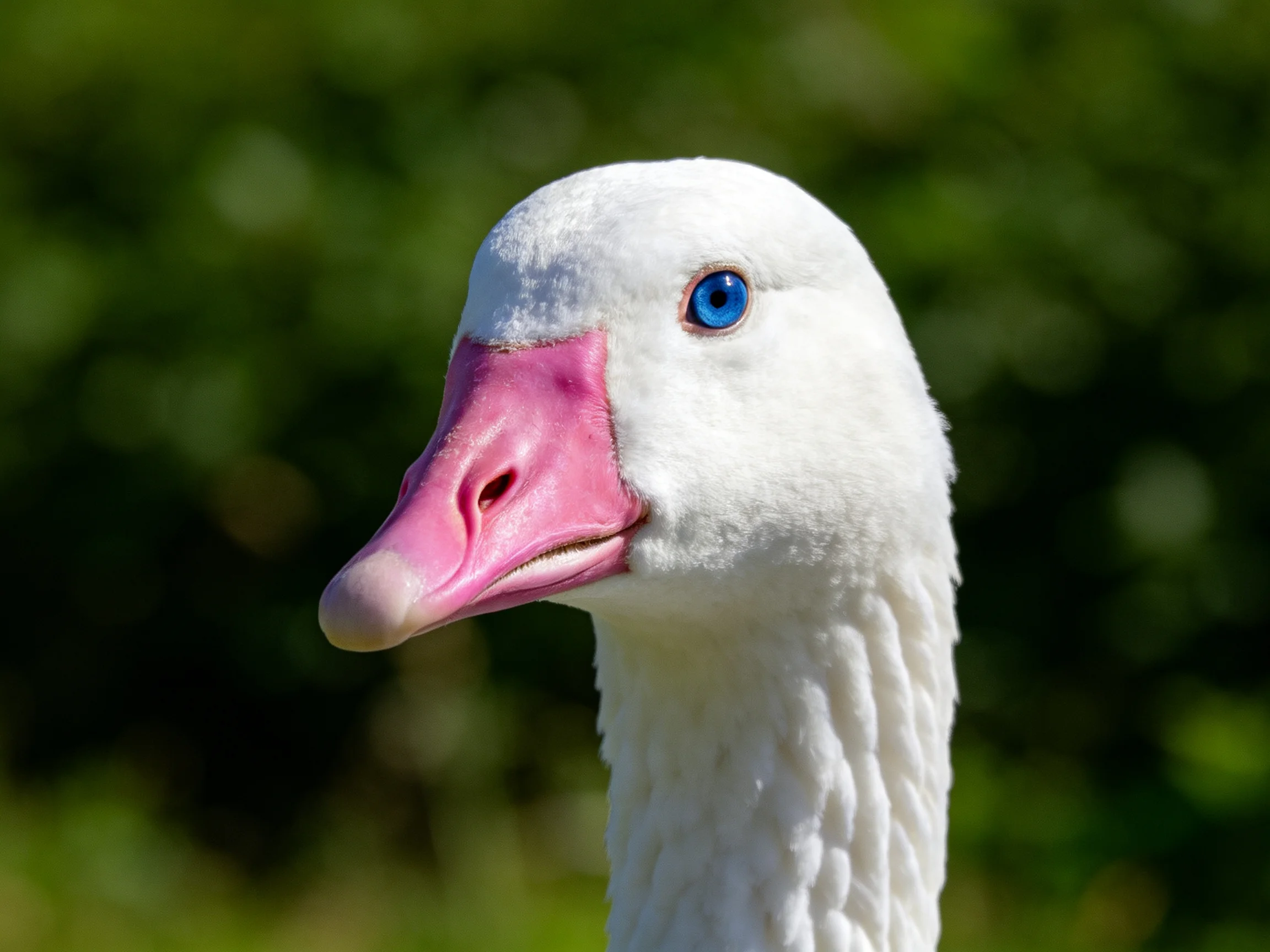A close-up of a white goose with a pink beak and blue eye
