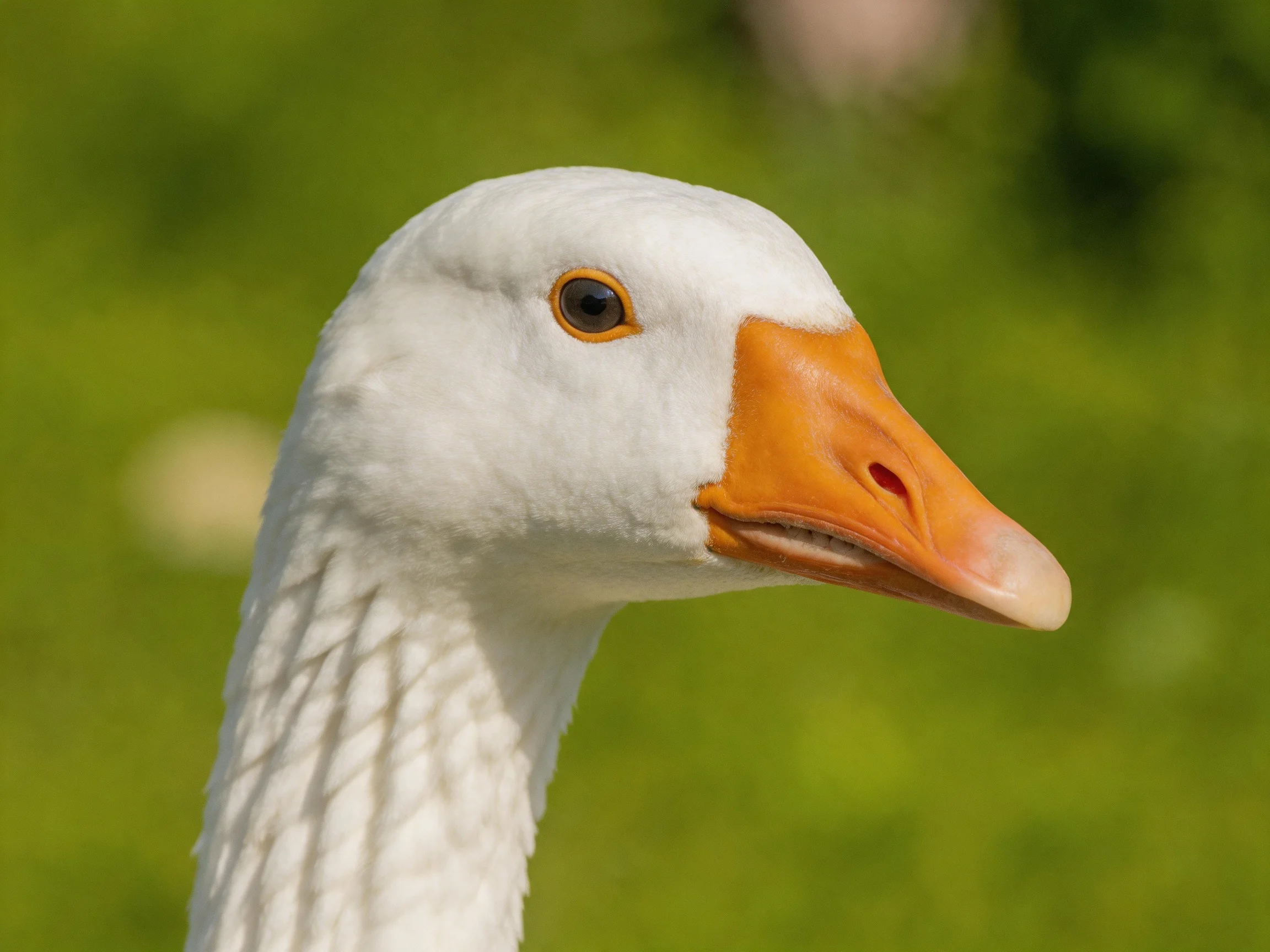 A close - up of a white goose with an orange beak against a blurred green backdrop