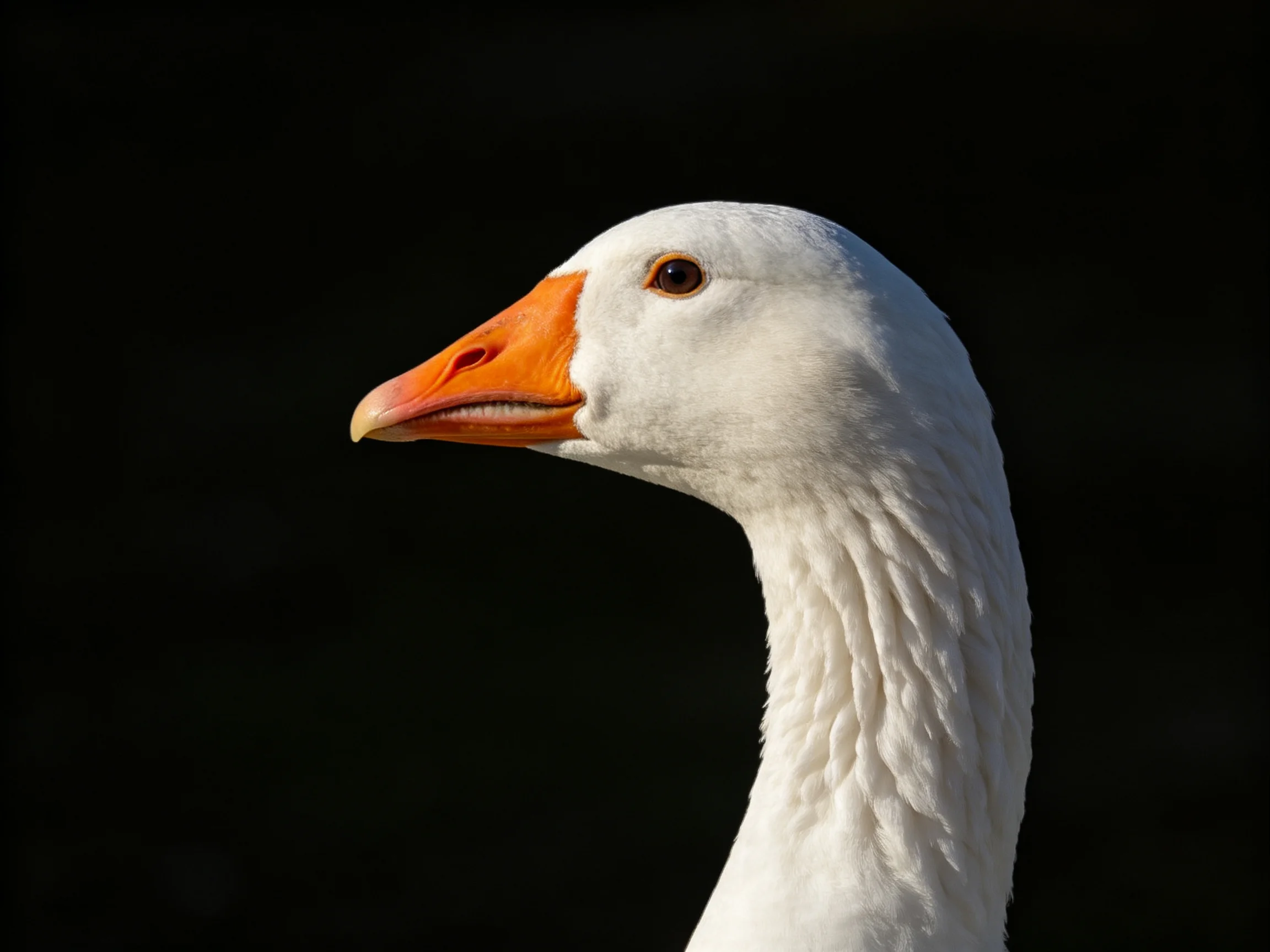 A close - up of a white goose with an orange beak against a solid black backdrop