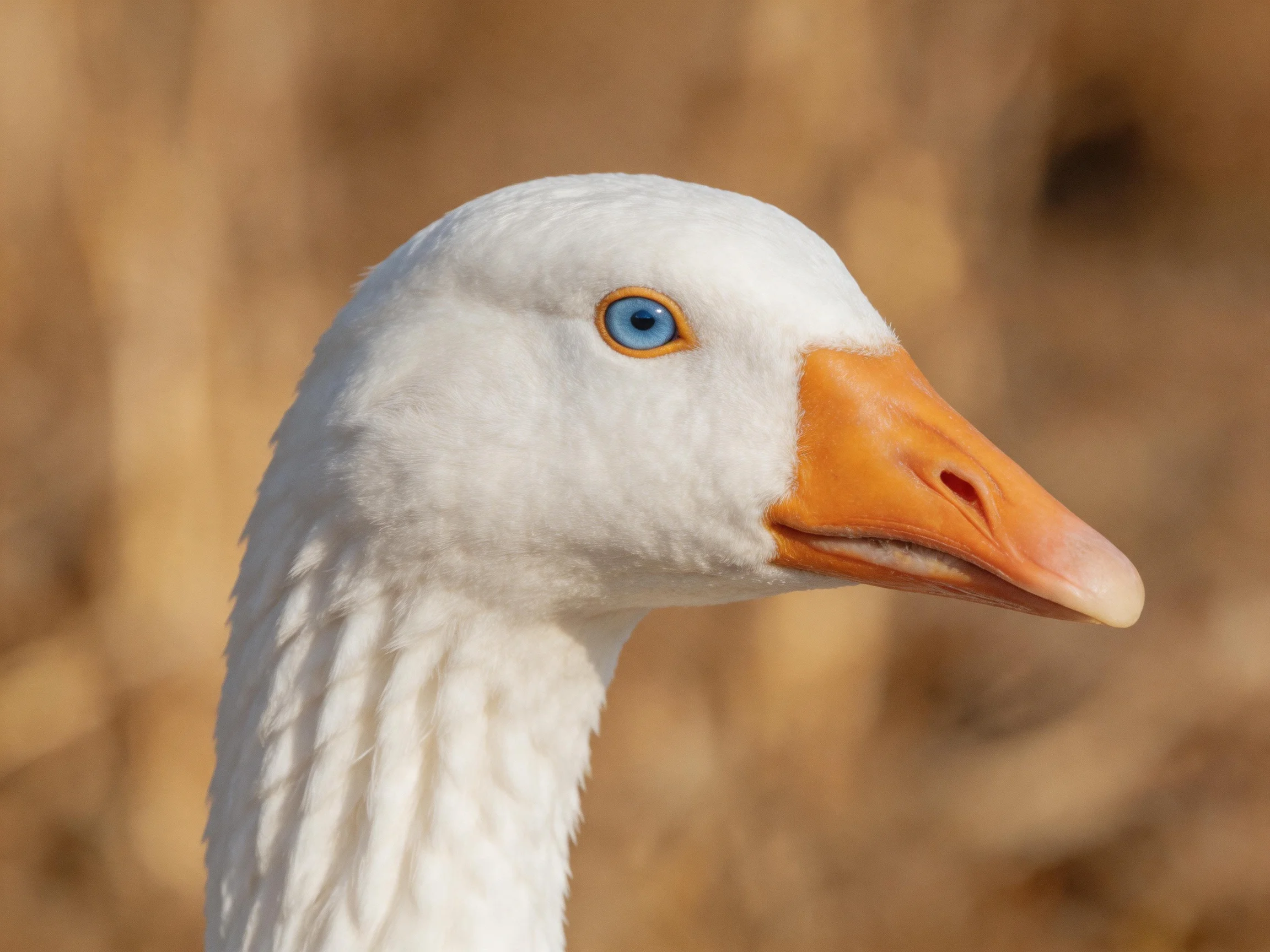 A close - up of a white goose with an orange beak and blue eye