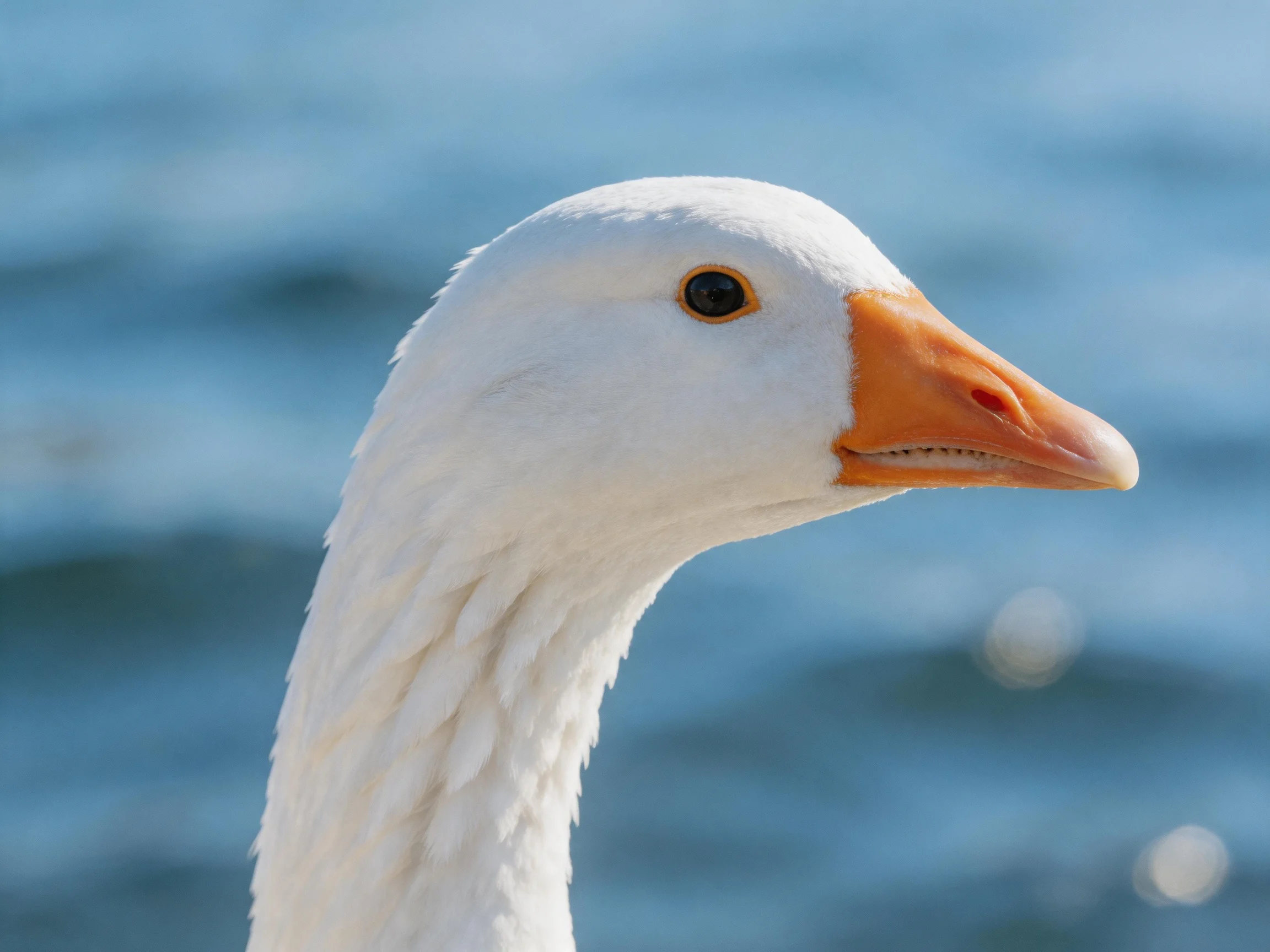 A close - up of a white goose with an orange beak by blue water