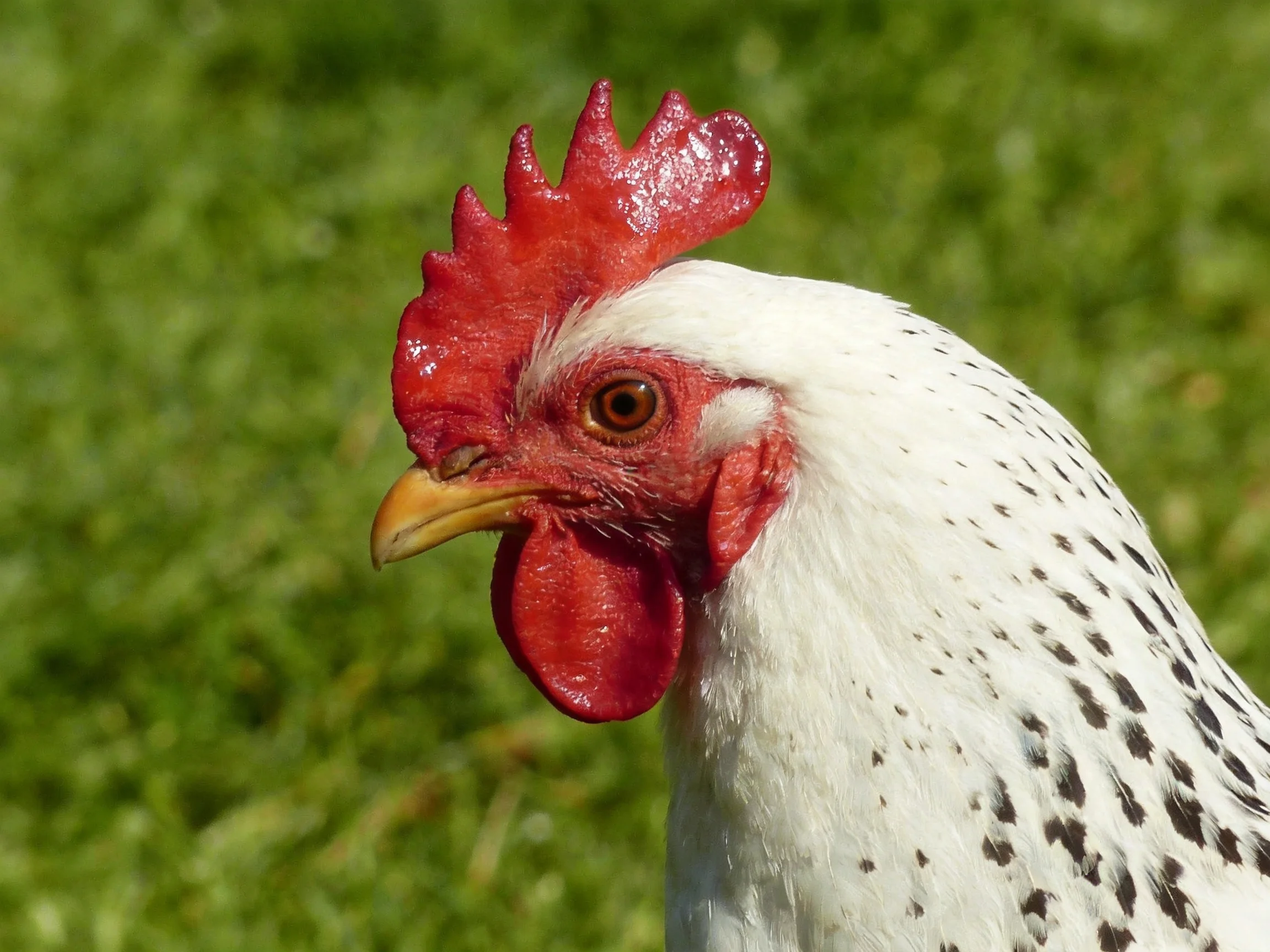 A close - up of a white - spotted chicken with bright red comb on green grass