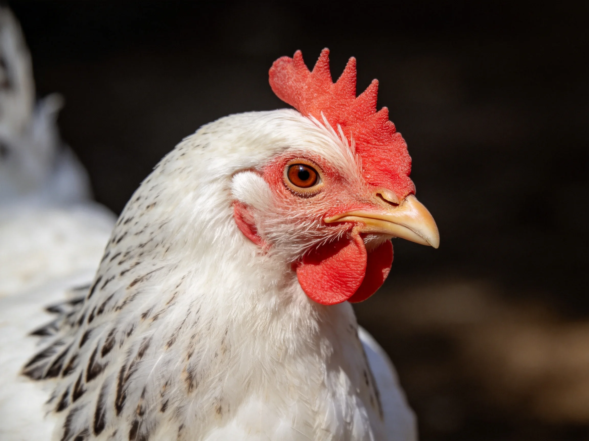 A close-up of a white-spotted chicken showcases red comb and wattles.