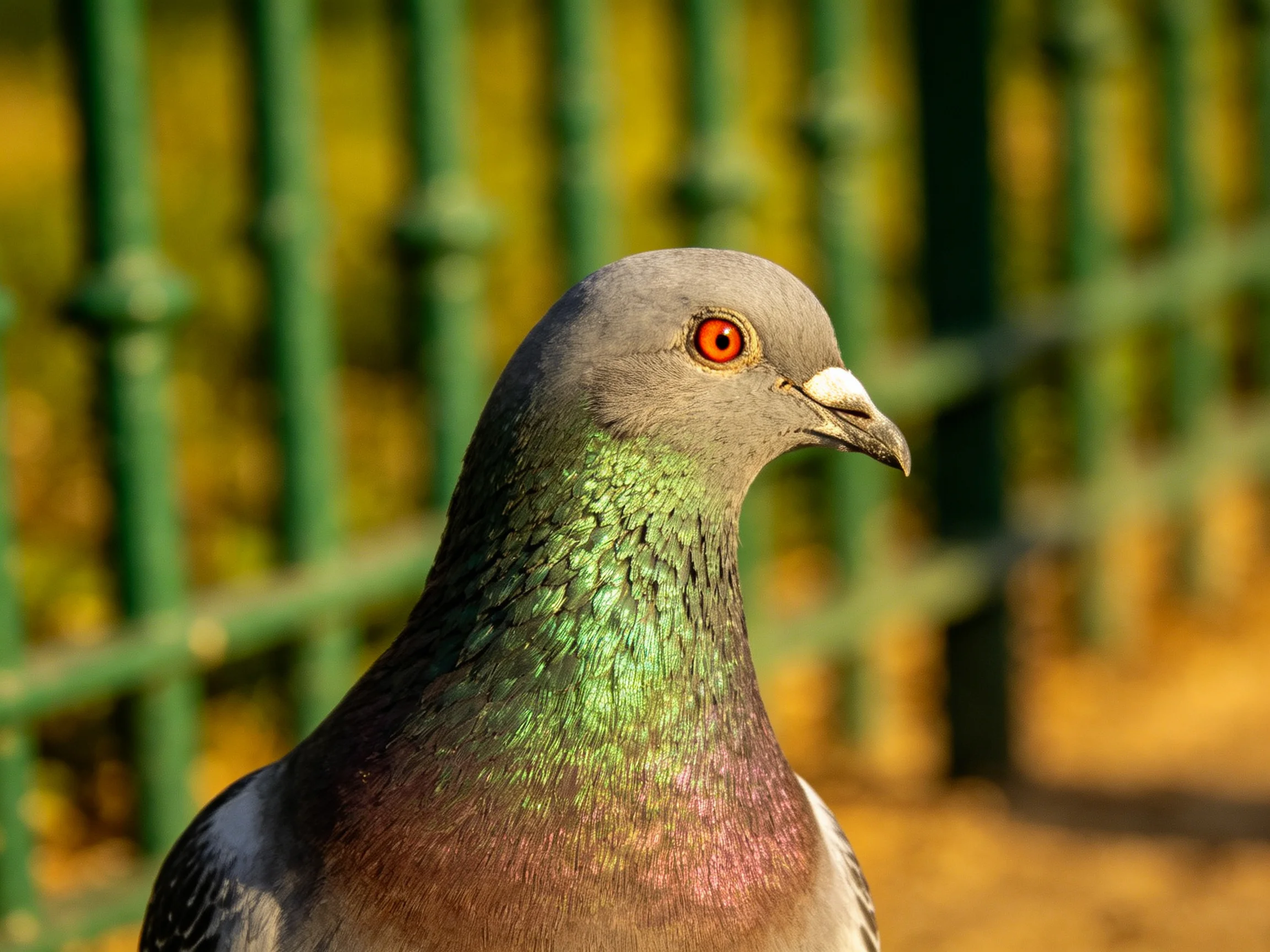A close - up of an iridescent green - necked pigeon with a gray head and orange eye near green fence