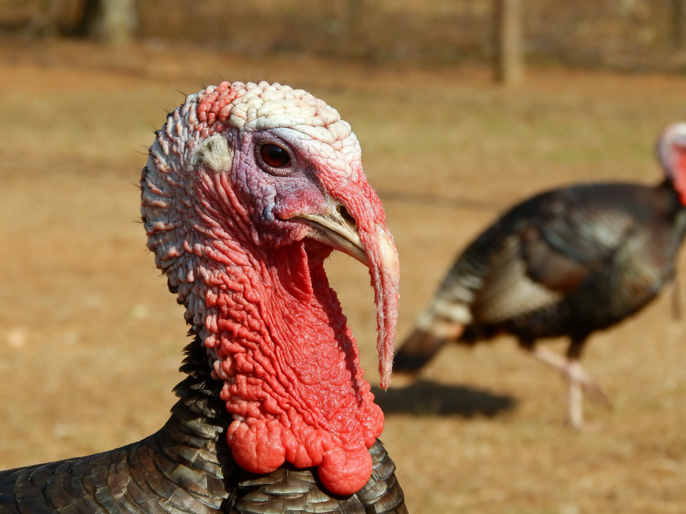 A close - up turkey with vivid red wattle, companion in blurred background