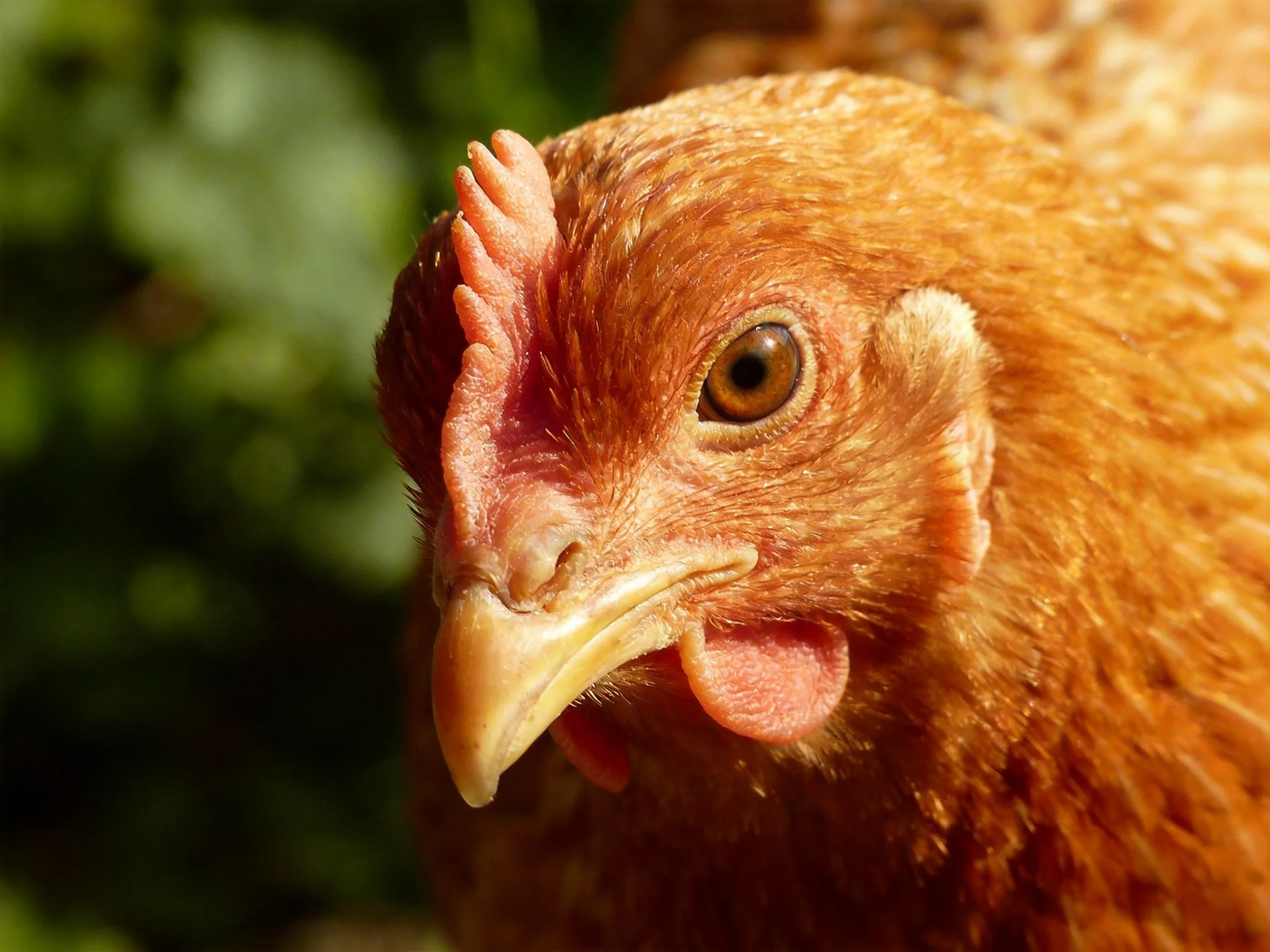 A close - up view of an orange - hued hen with prominent red comb and sharp beak