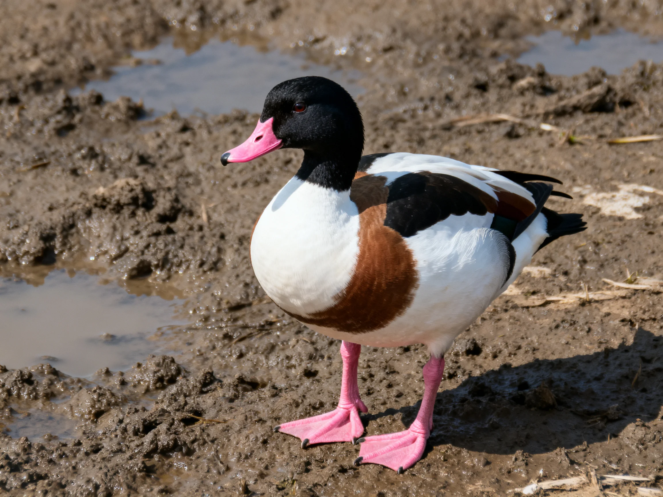 A colorful duck with black, white, brown plumage stands on muddy terrain near water patches