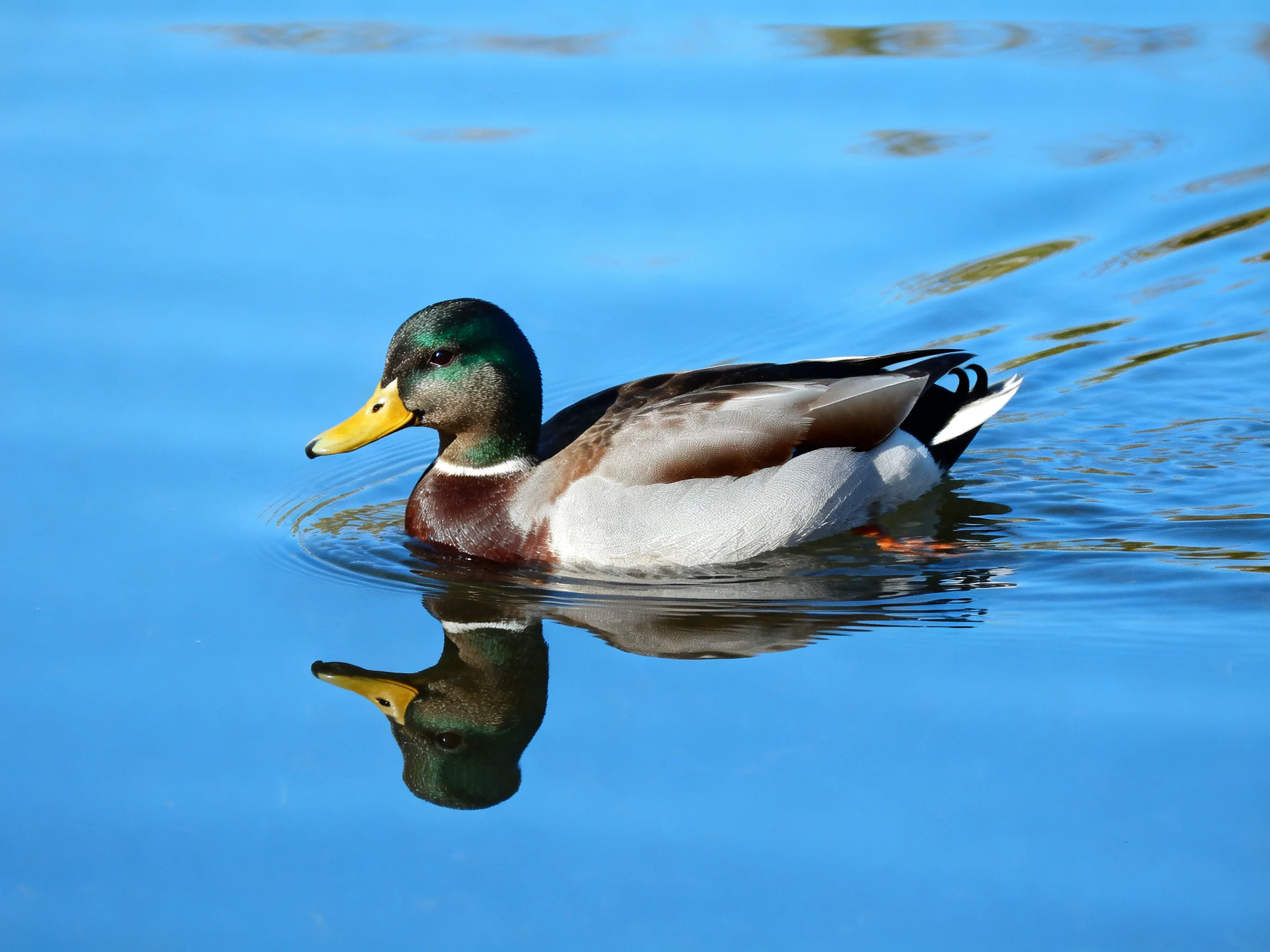 A colorful mallard duck glides through clear blue water