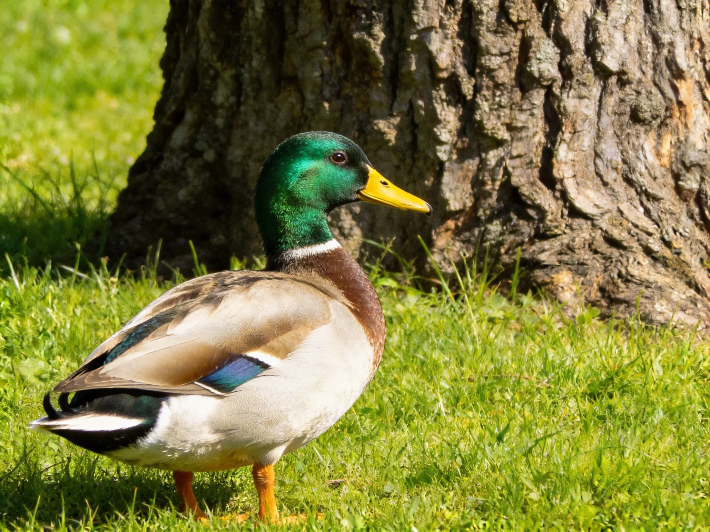 A colorful mallard duck near a large tree trunk on green grass