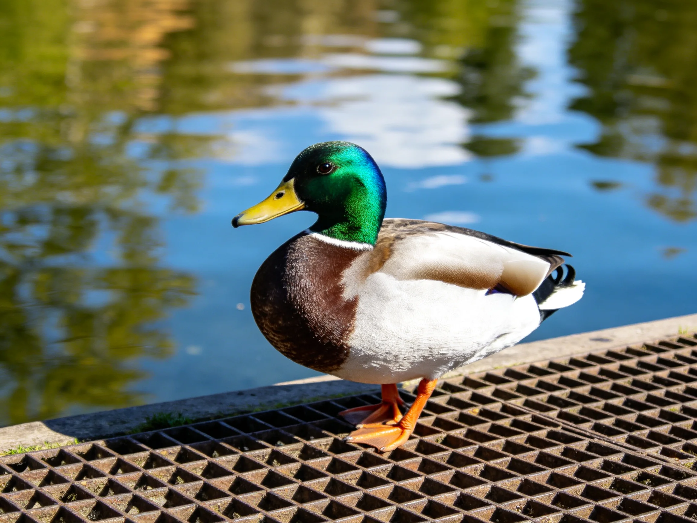 A colorful mallard duck perches on a grated platform by calm water