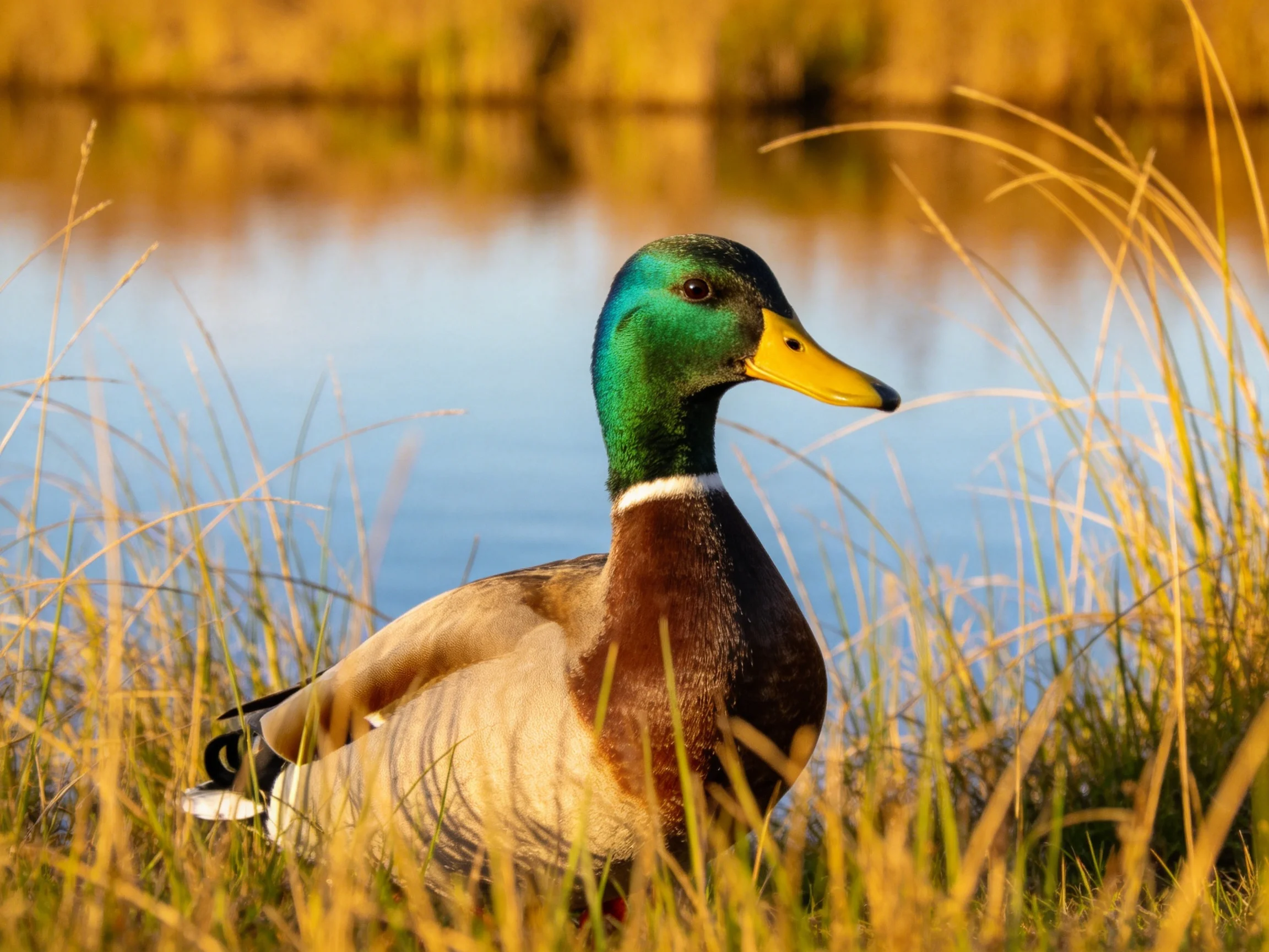 A colorful mallard duck rests amid golden reeds by tranquil water
