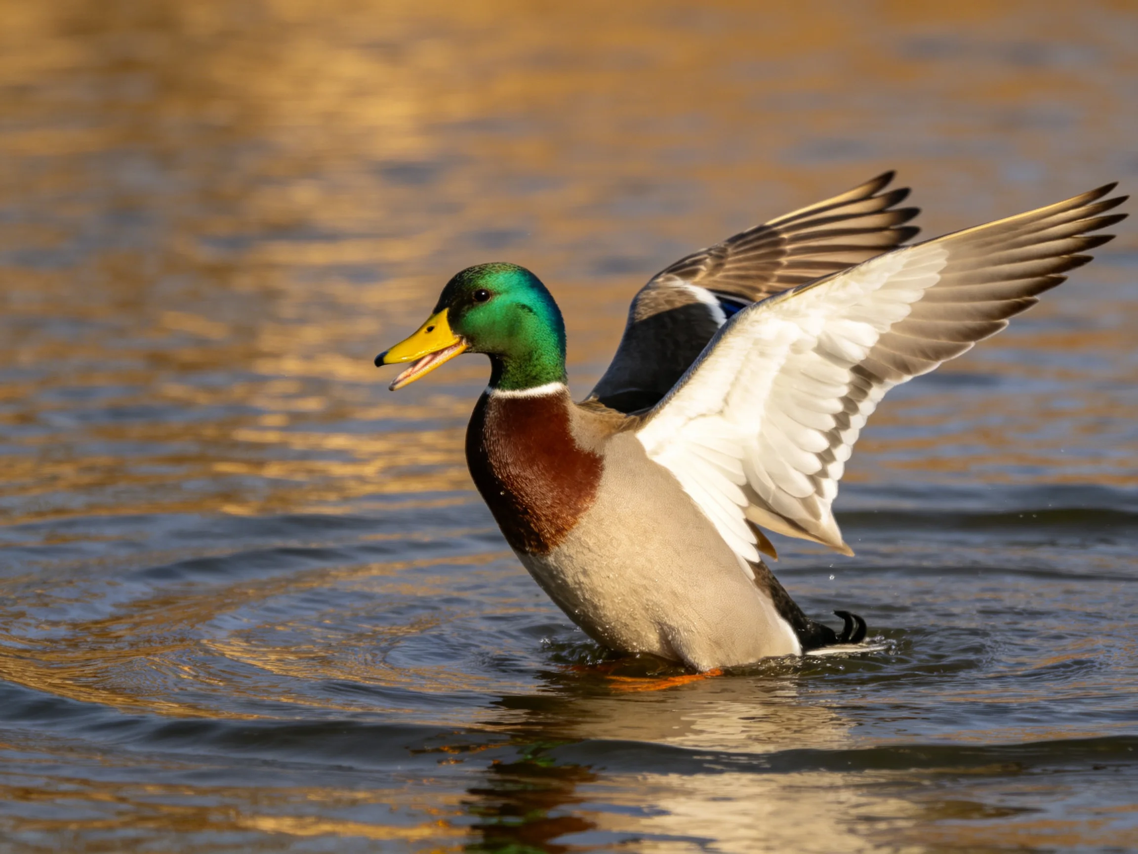 A colorful mallard duck spreading wings in shimmering water