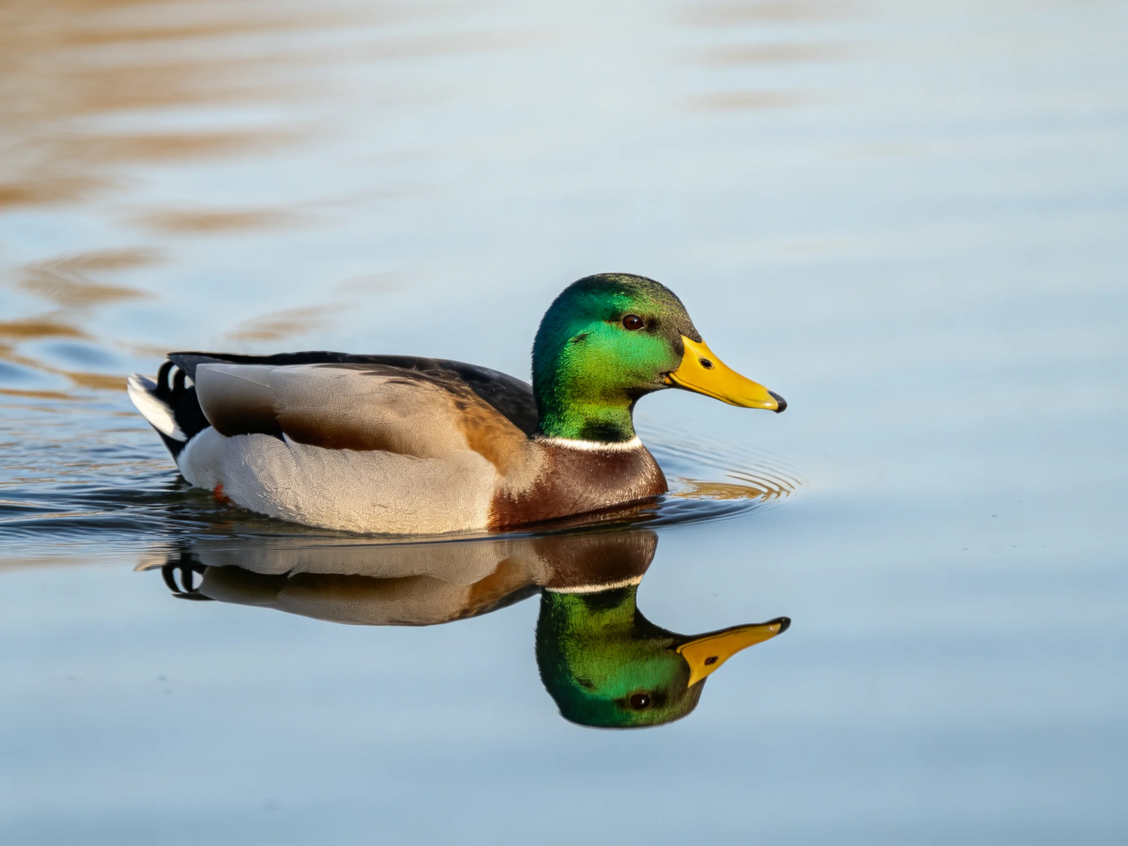 A colorful mallard duck swimming on calm water with reflection