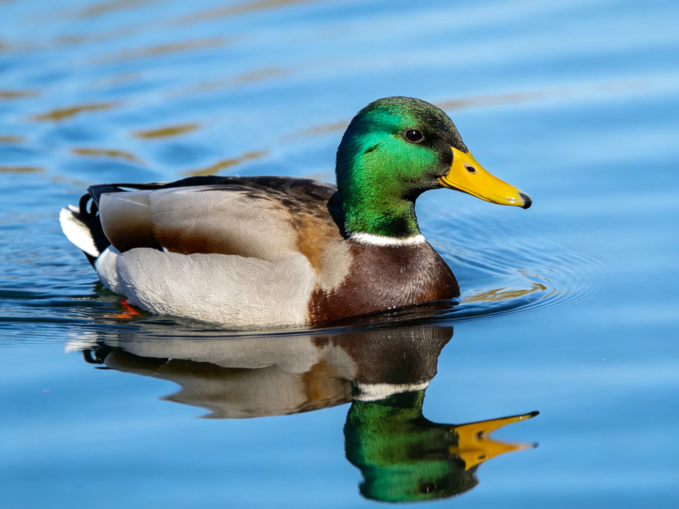 A colorful mallard duck swims in calm blue water with a distinct reflection