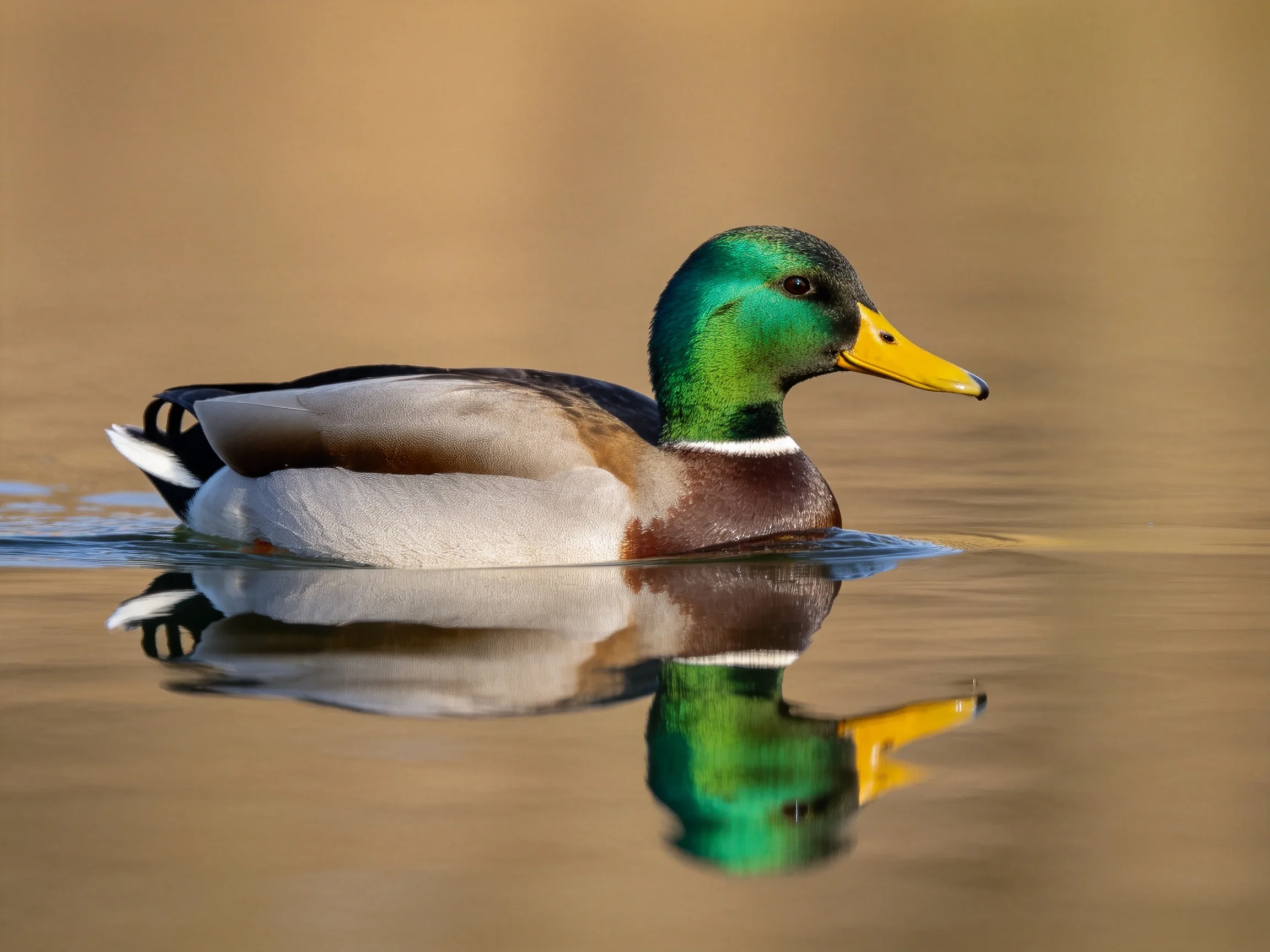 A colorful mallard duck swims in calm water with clear reflection