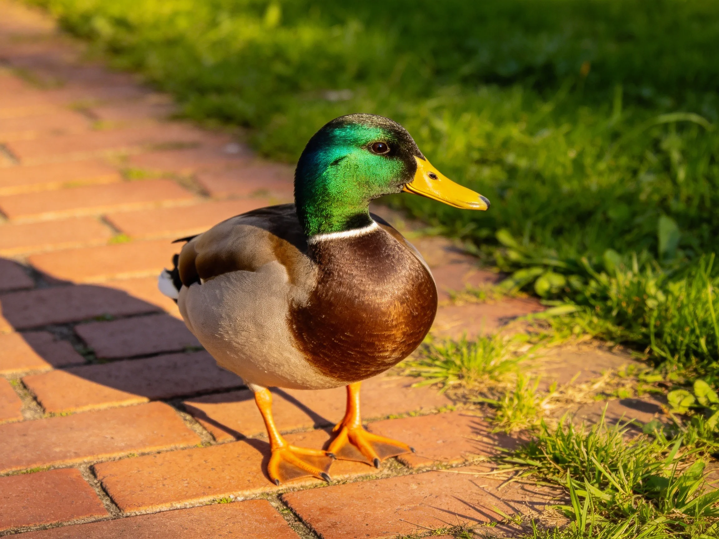 A colorful mallard duck with green head and yellow beak on a brick walkway beside grass