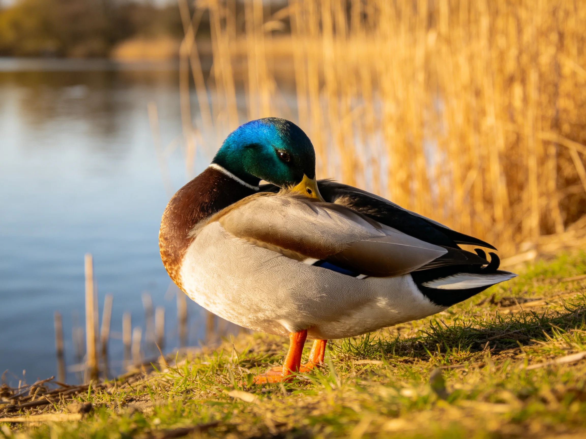 A colorful mallard preening near a tranquil waterway with golden reeds