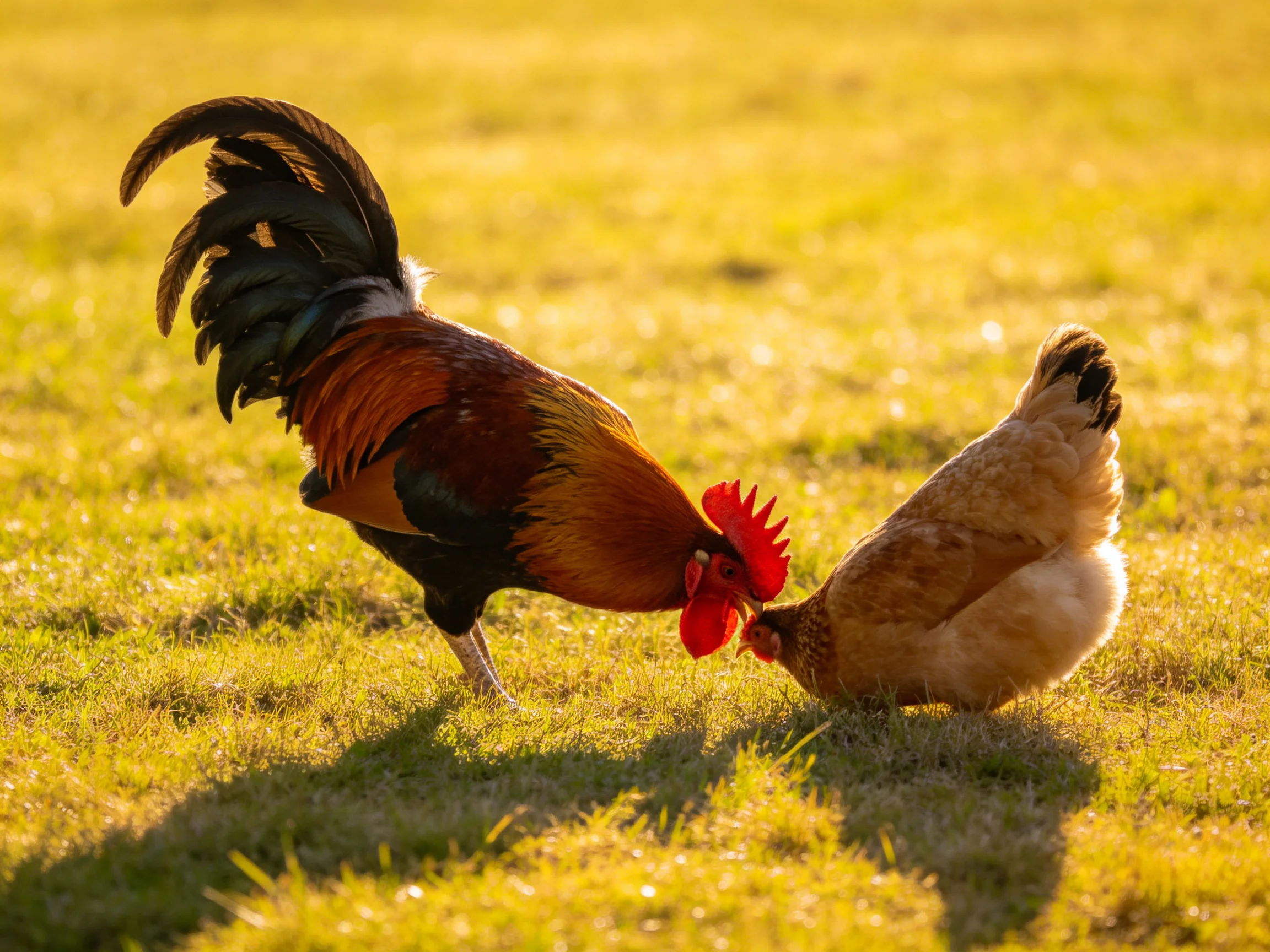 A rooster and hen forage together in a sunlit grassy area.