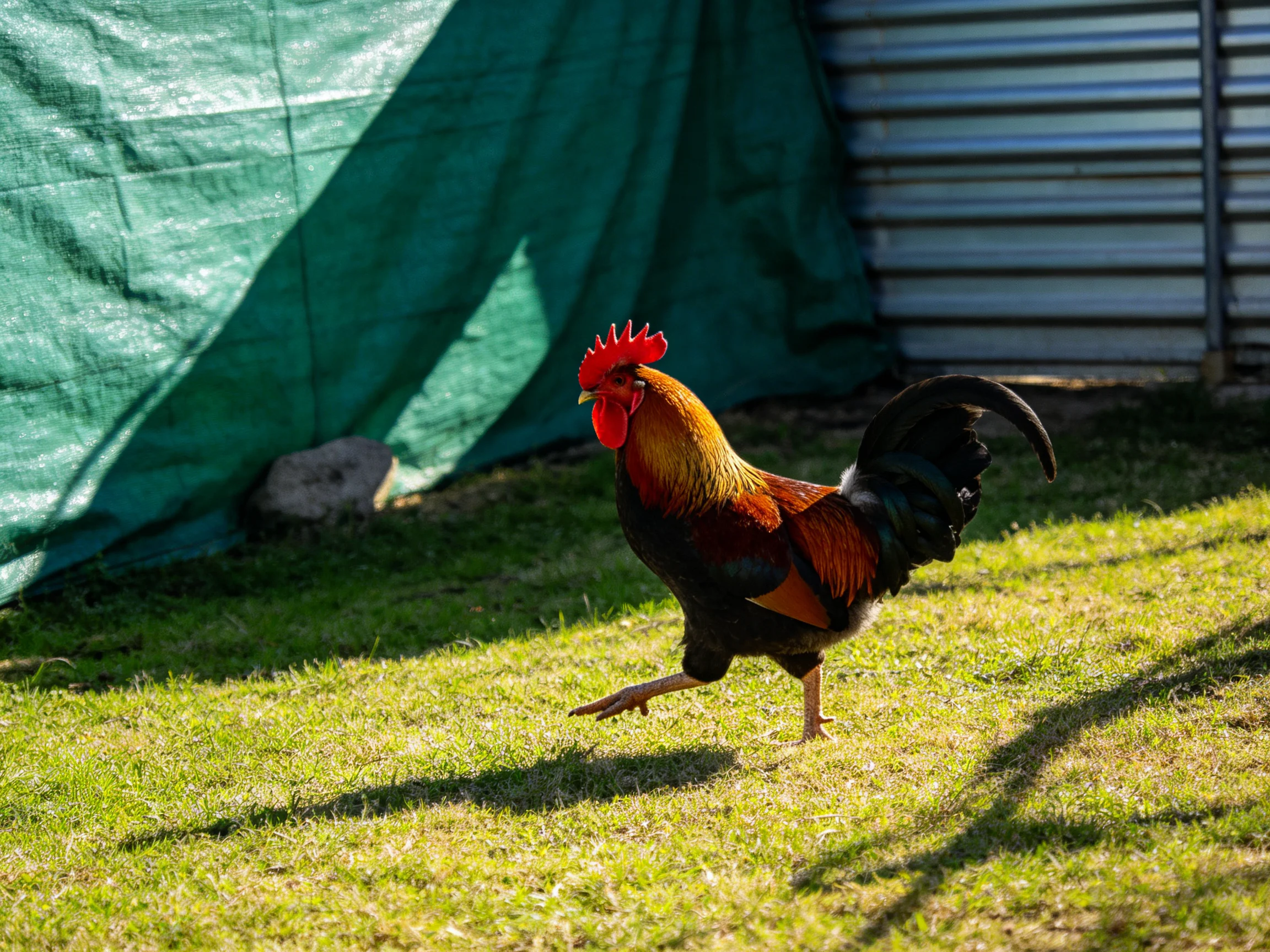 A colorful rooster runs on sunlit green grass beside a teal tarp