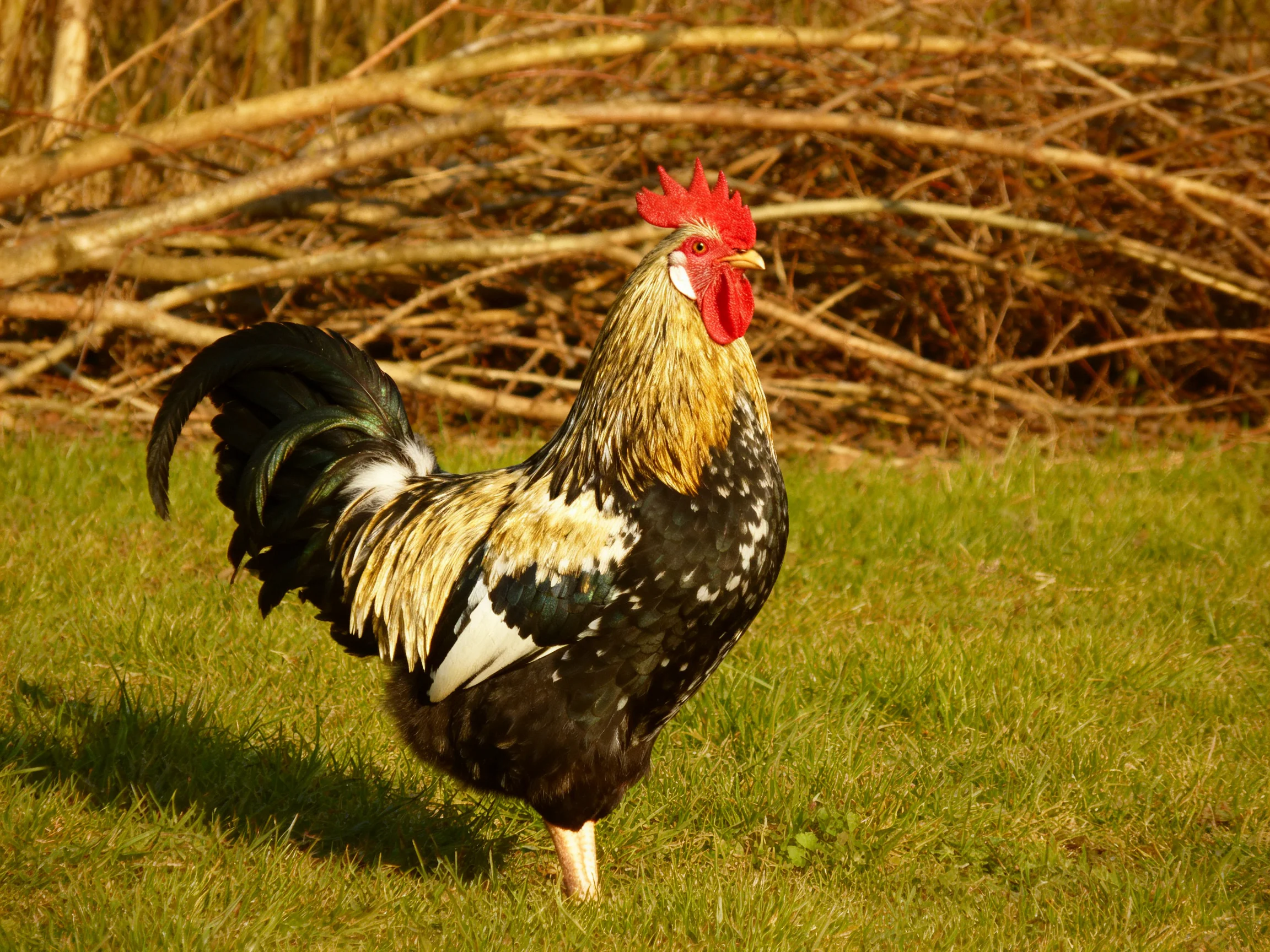 A colorful rooster stands on green grass near dry branches