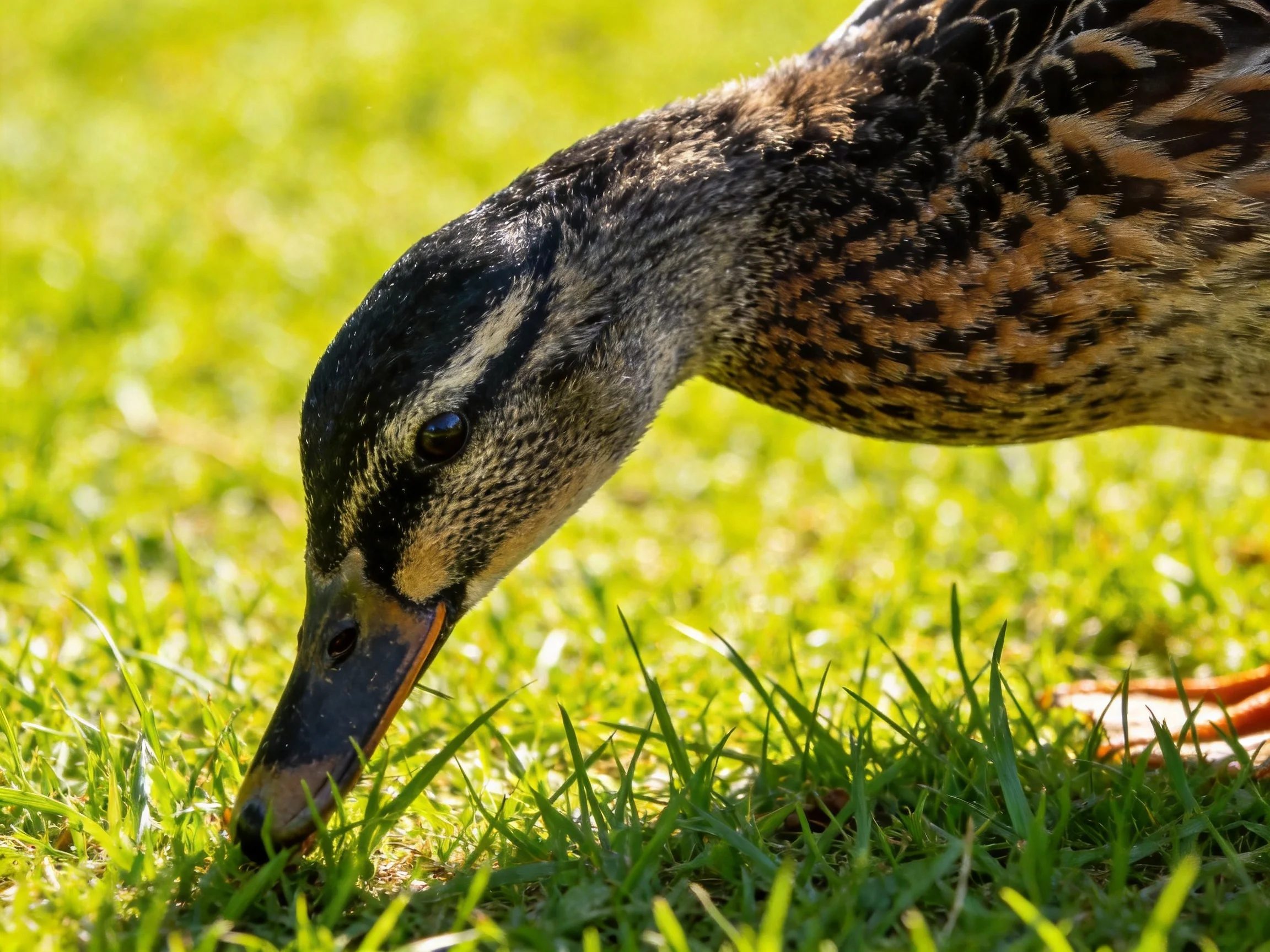 A duck forages among vibrant green grass with brown and black plumage