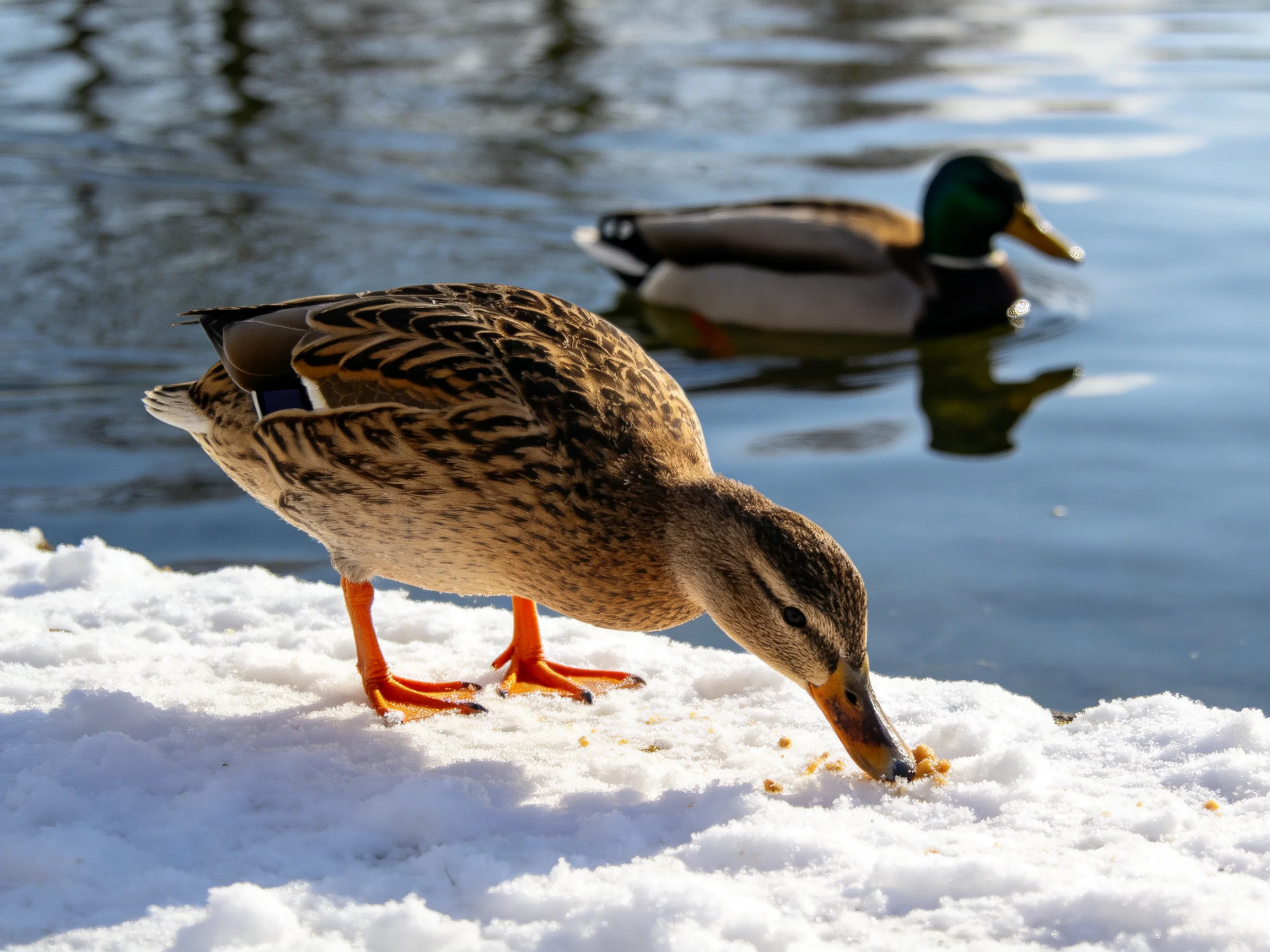 A duck forages on snowy ground while another swims in calm water