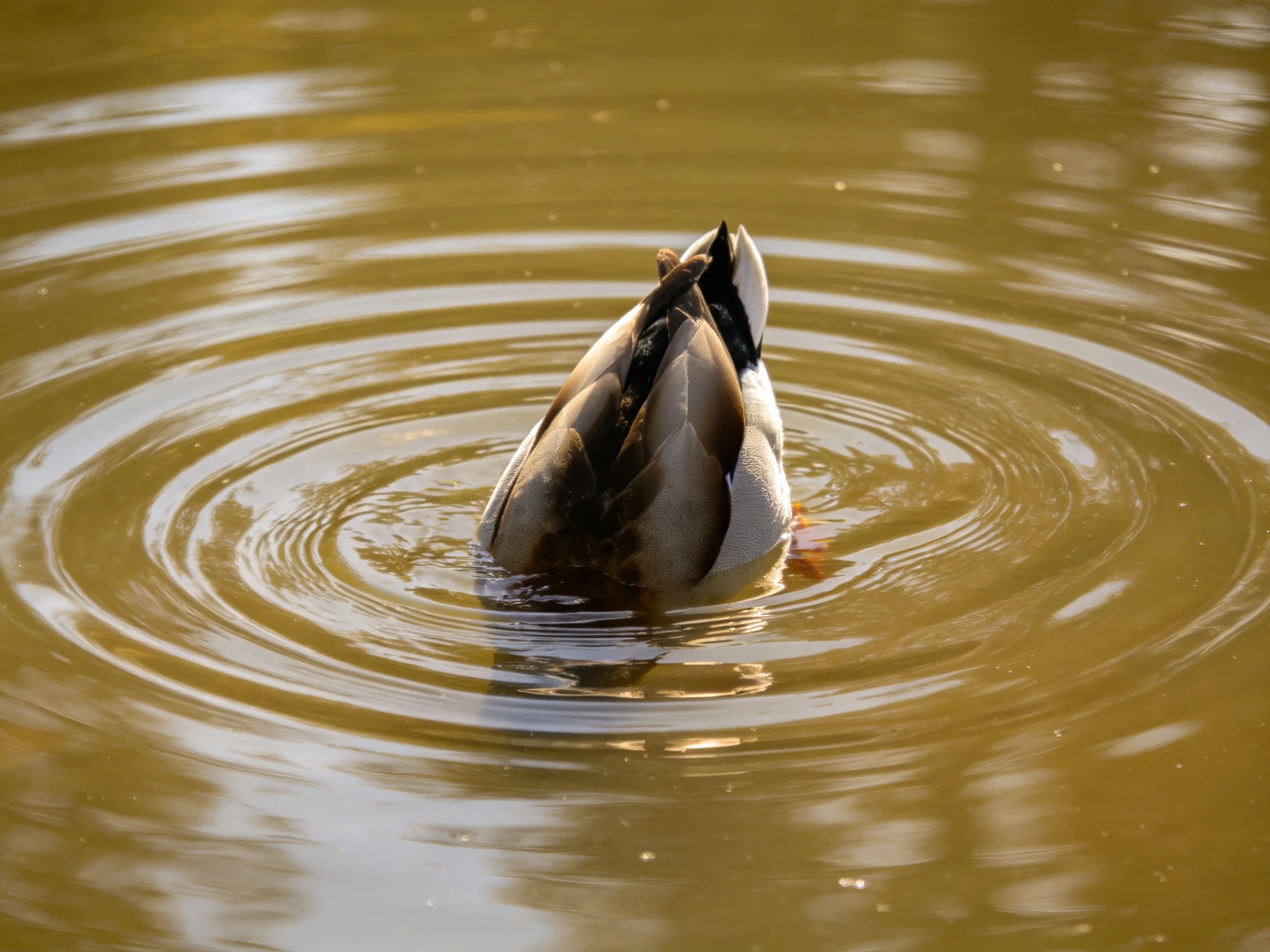 A duck foraging underwater creates golden-hued ripples