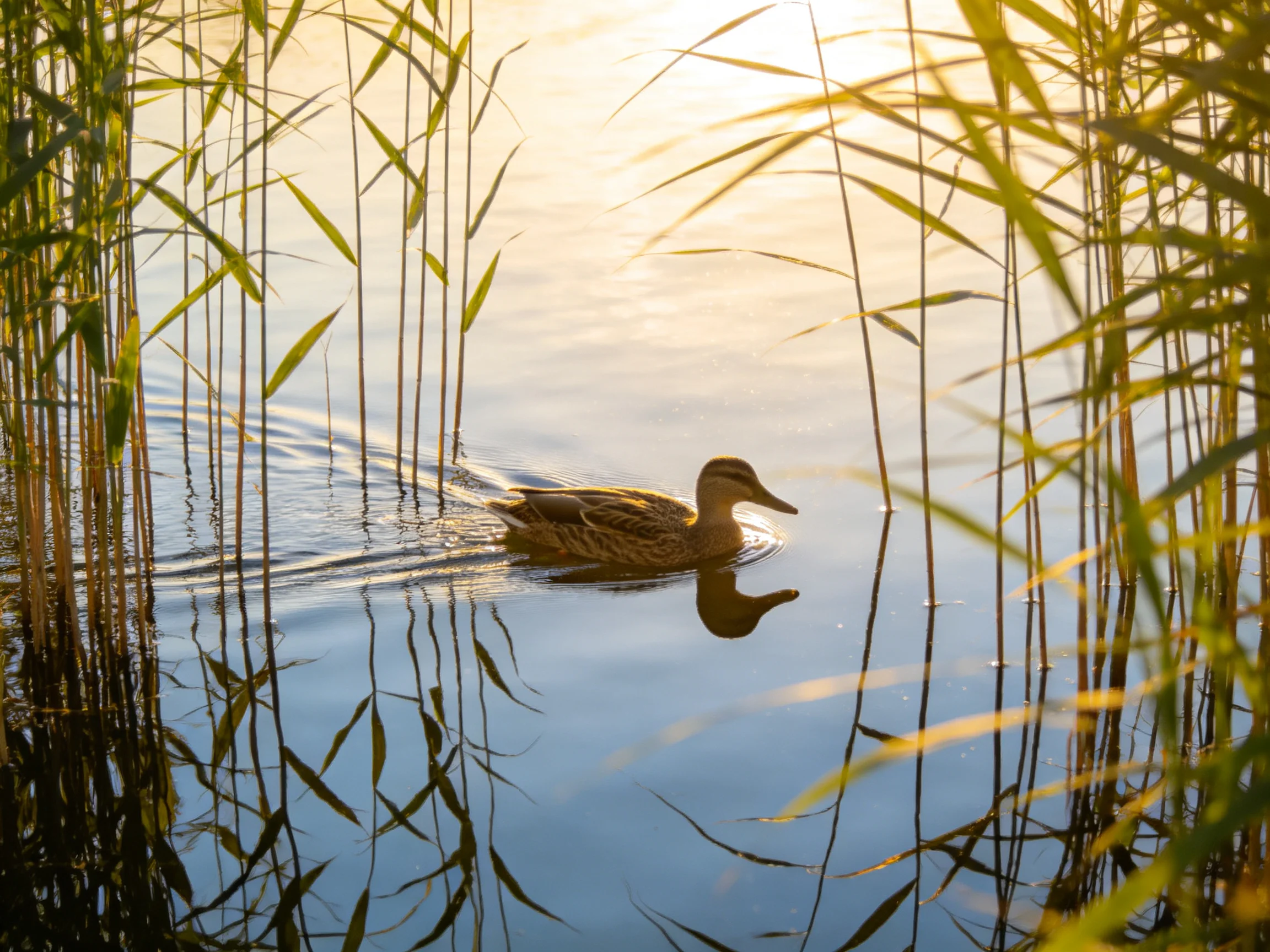 A duck glides through calm water among tall golden reeds under warm sunlight