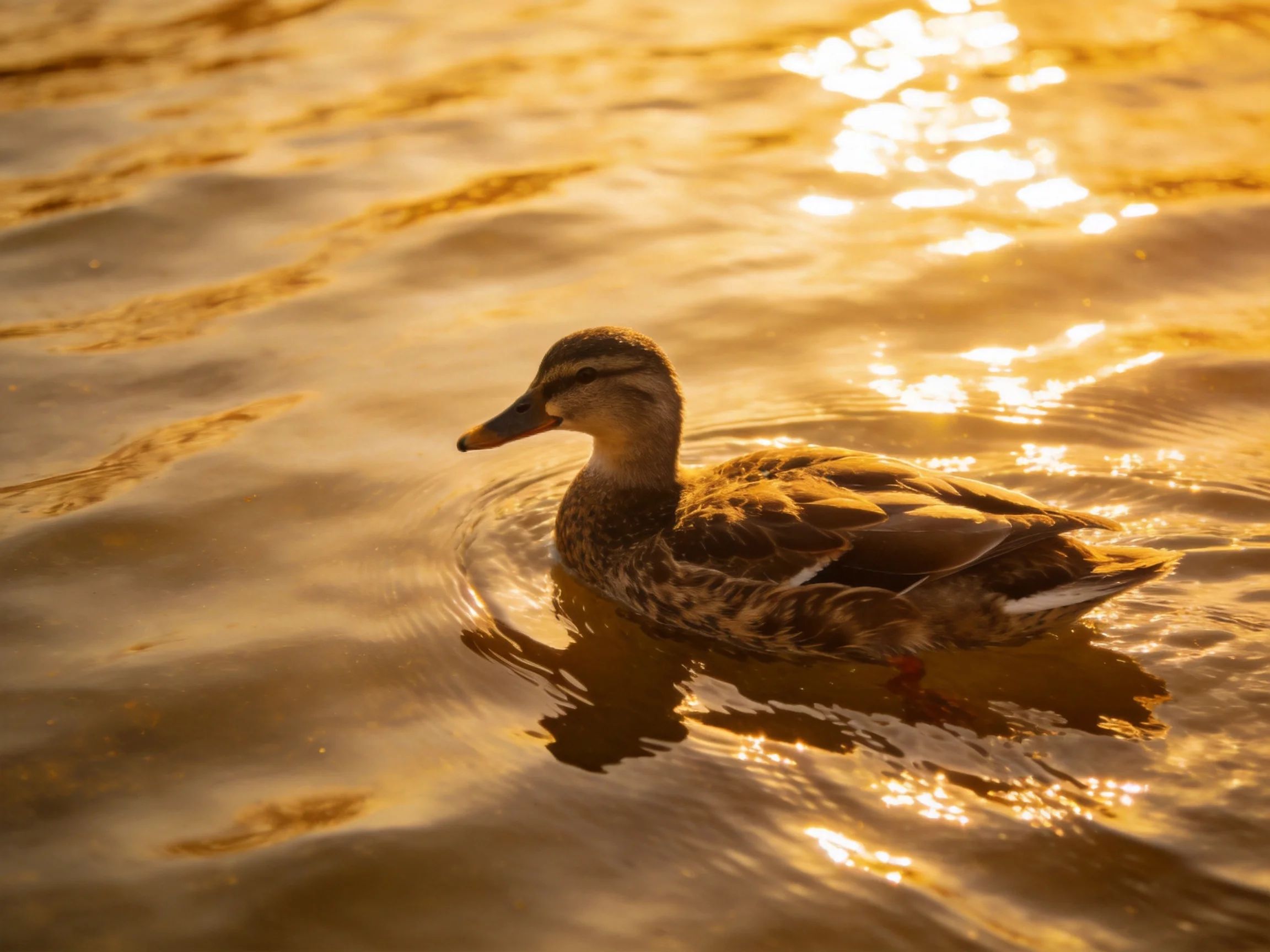 A duck glides through shimmering golden water at sunset